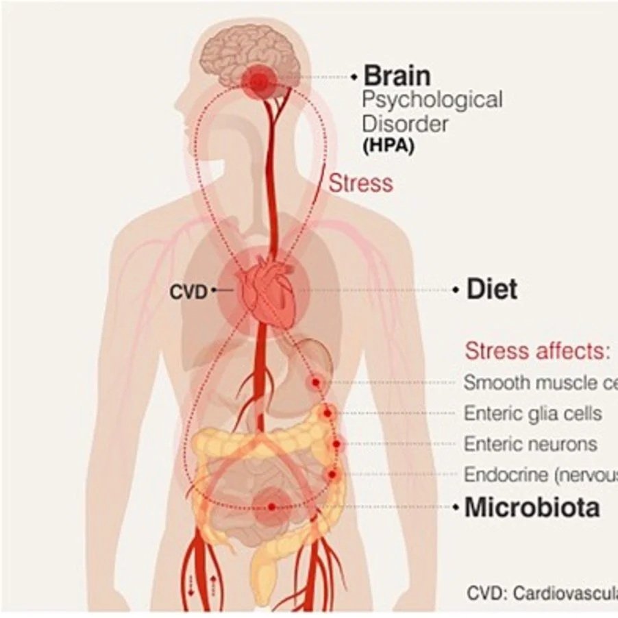 Interconnectedness of the brain, stomach and heart