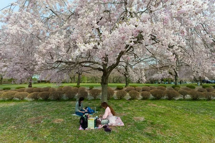 sakura-cherry-blossom-park.jpg