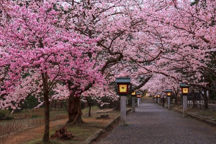 tokyo-tour-sakura-park-path.jpg