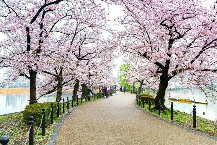 tokyo-tour-sakura-lakeside-path.jpg
