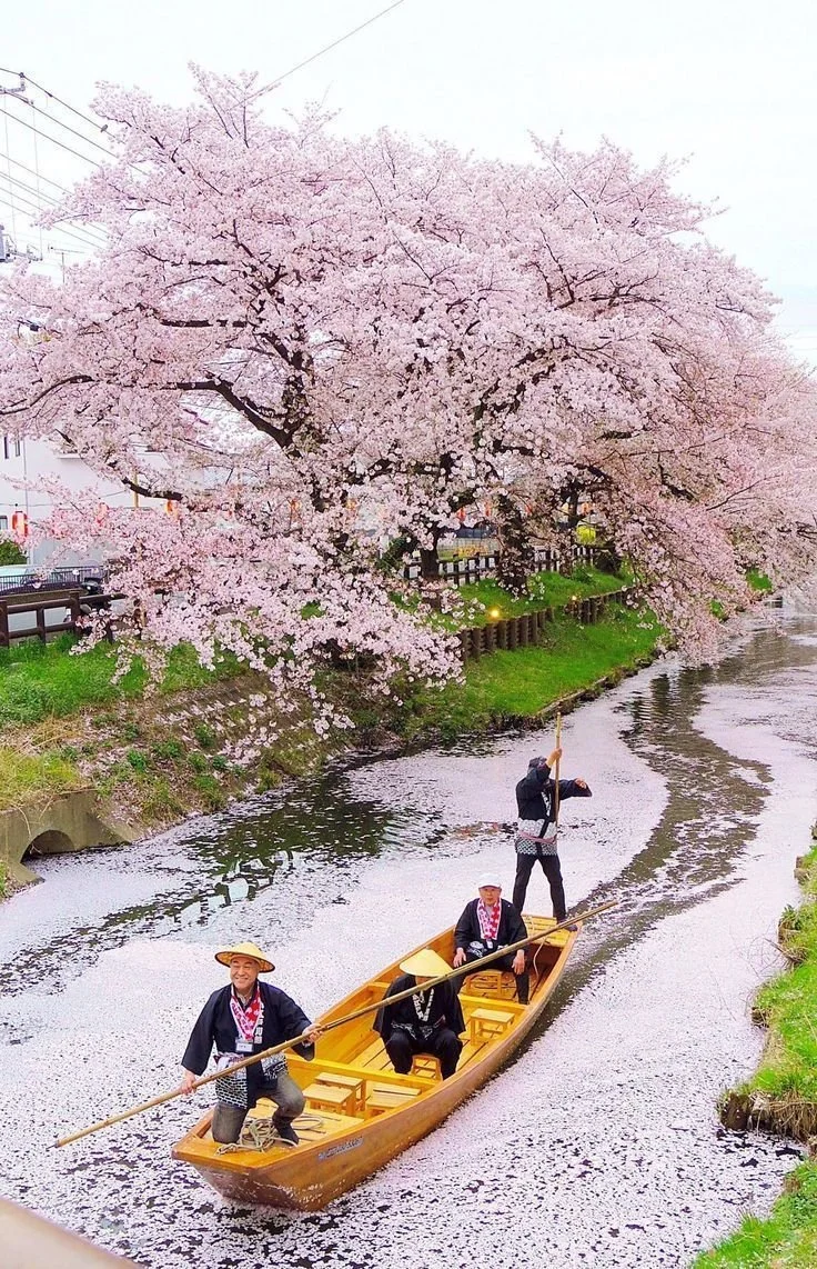 tokyo-tour-sakura-river-boat.jpg