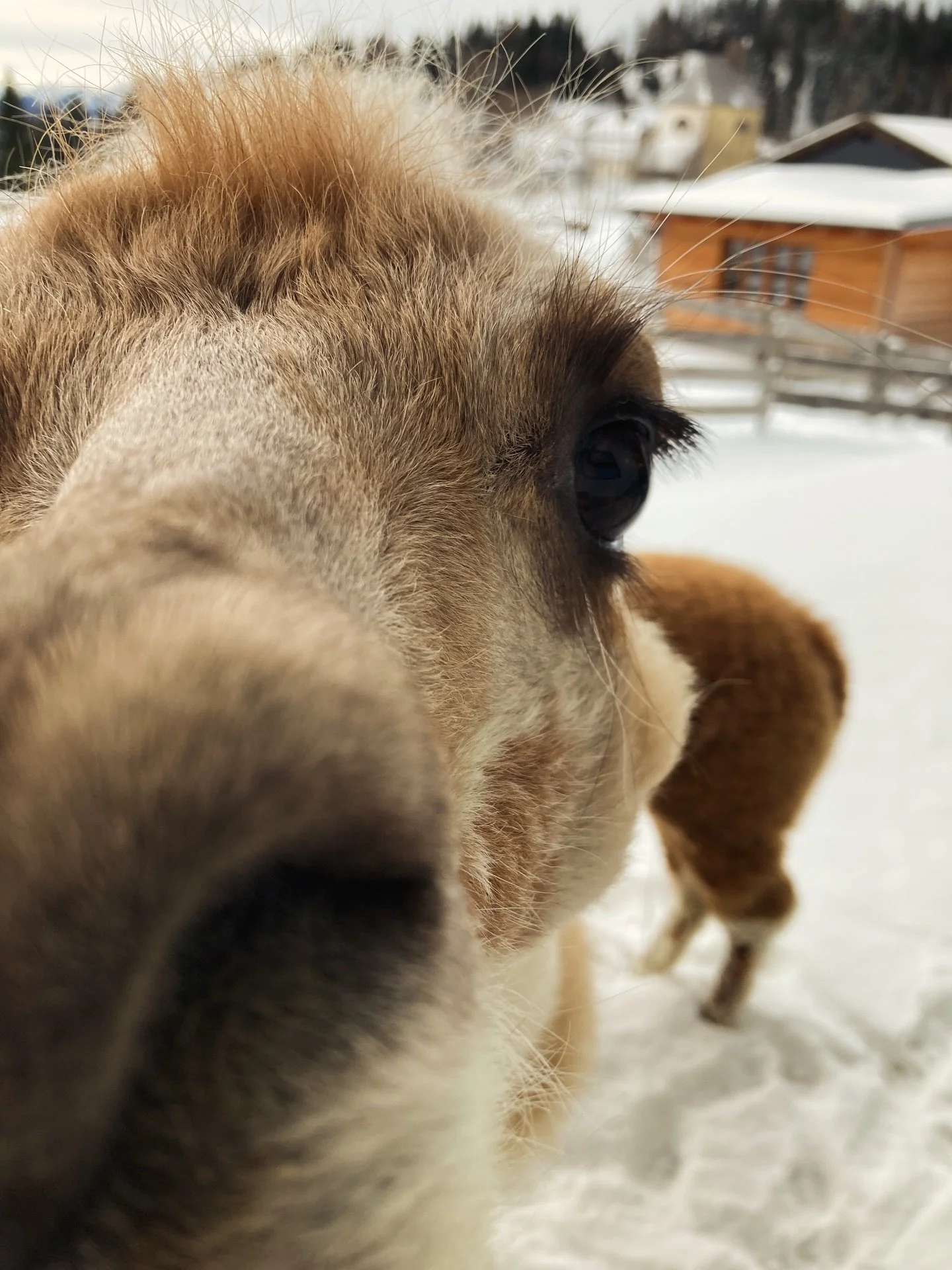 anfoch Montog 💟

#schnee
#alpaka
#sooosch&ouml;n 
#freezing