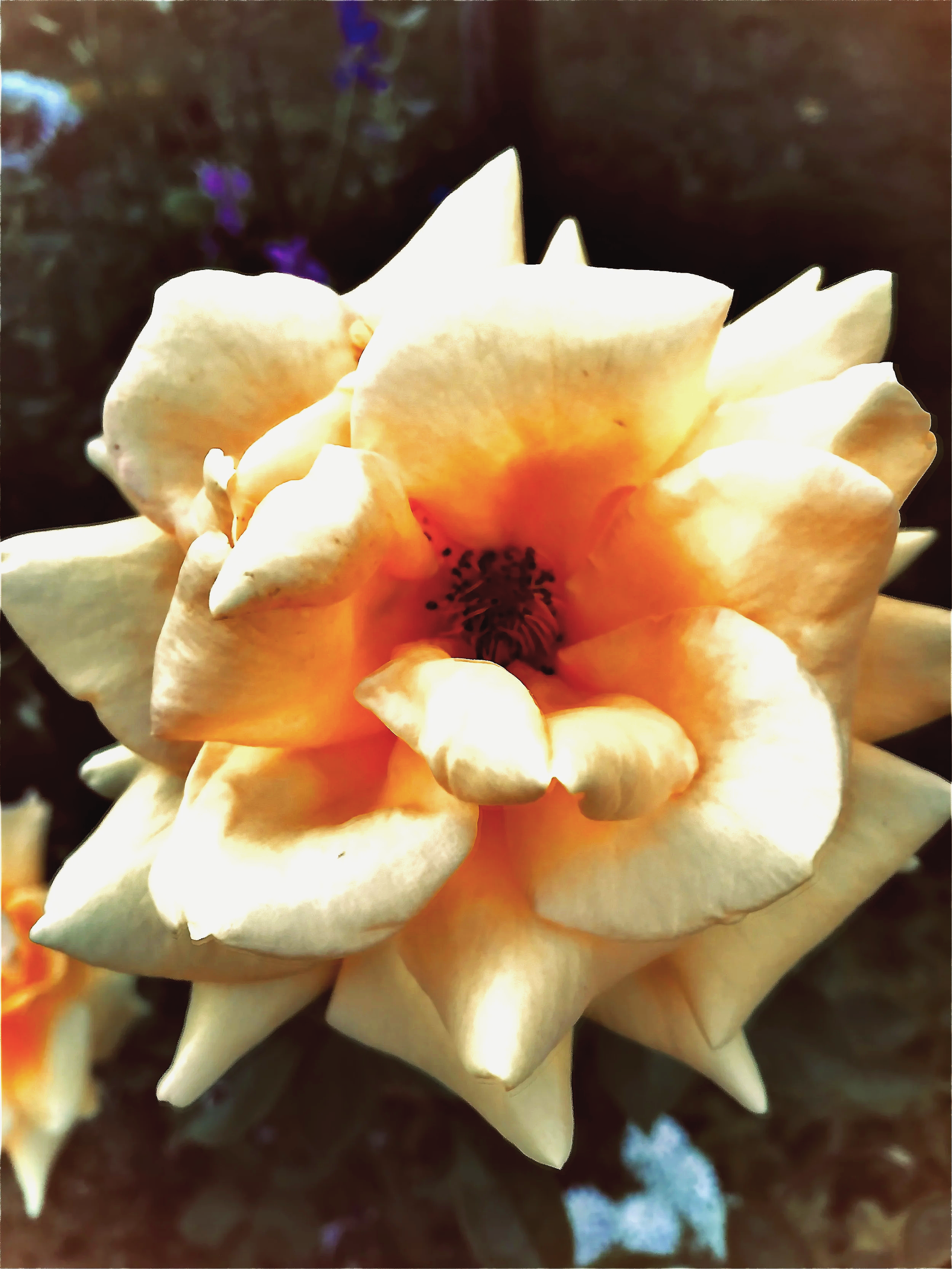 IMG_2011%2B2.png