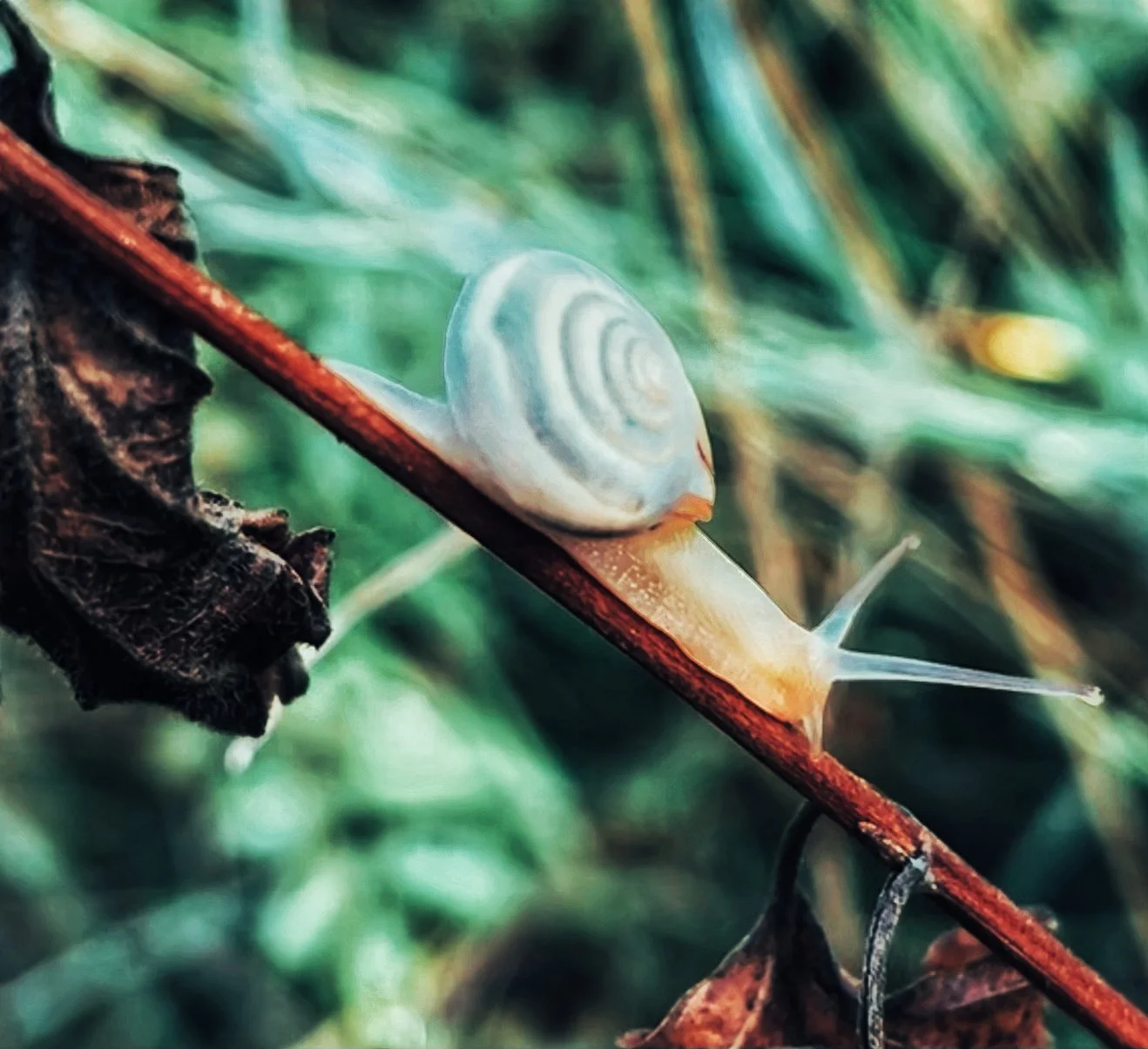 Fotografien: Schneckentempo