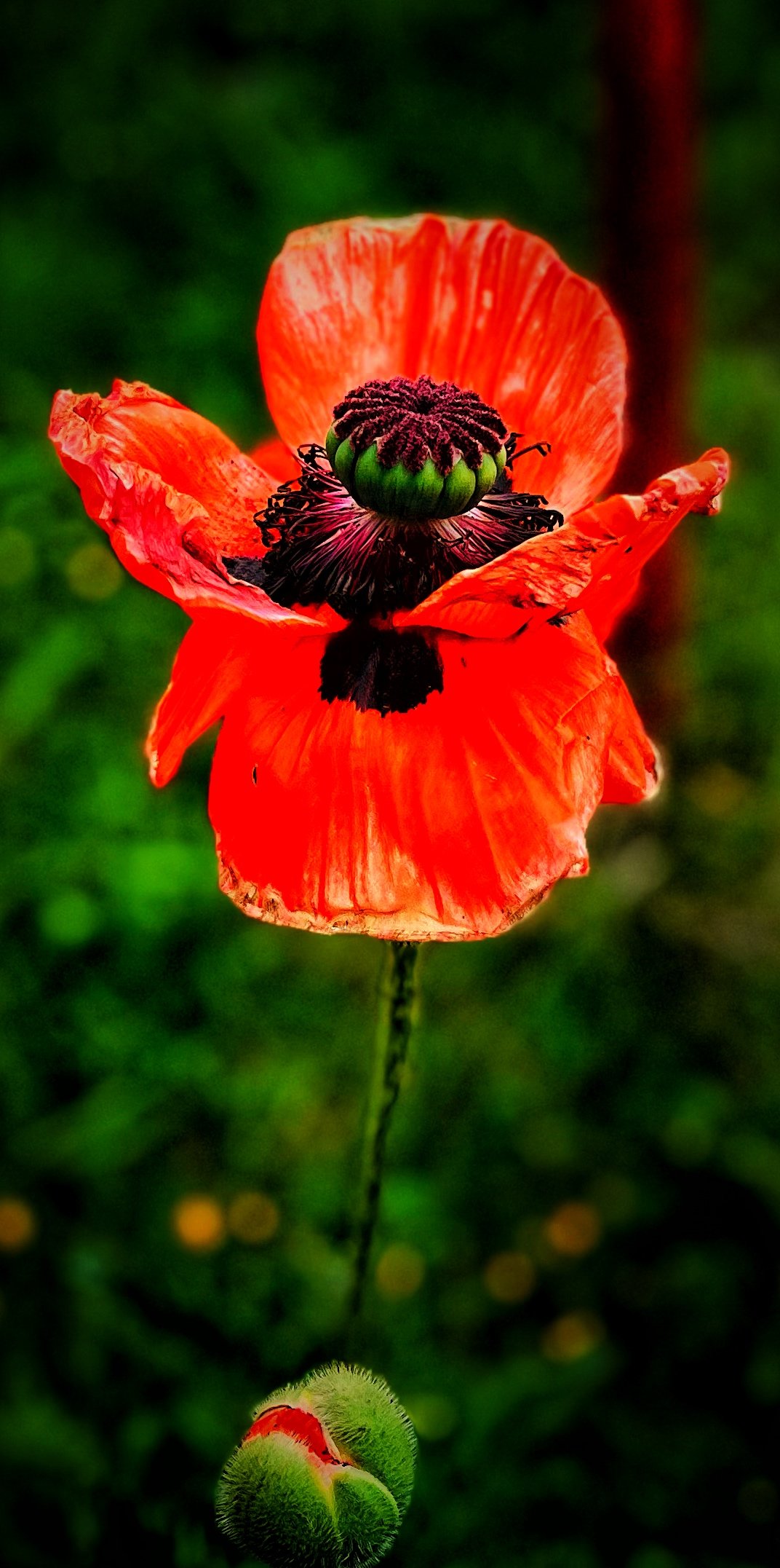 IMG_7499_SnapseedCopy.jpg