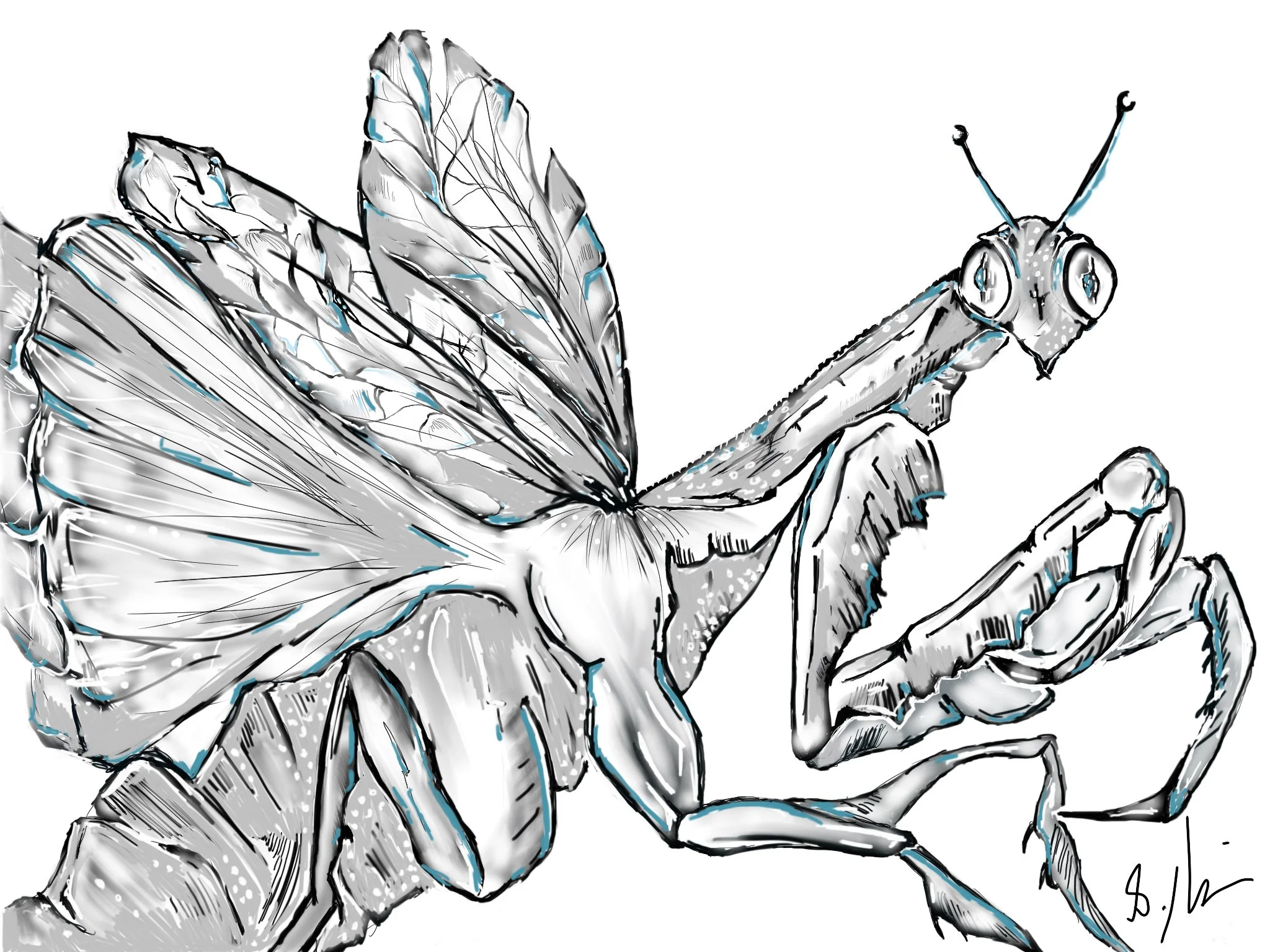 Gottesanbeterin 2.jpg