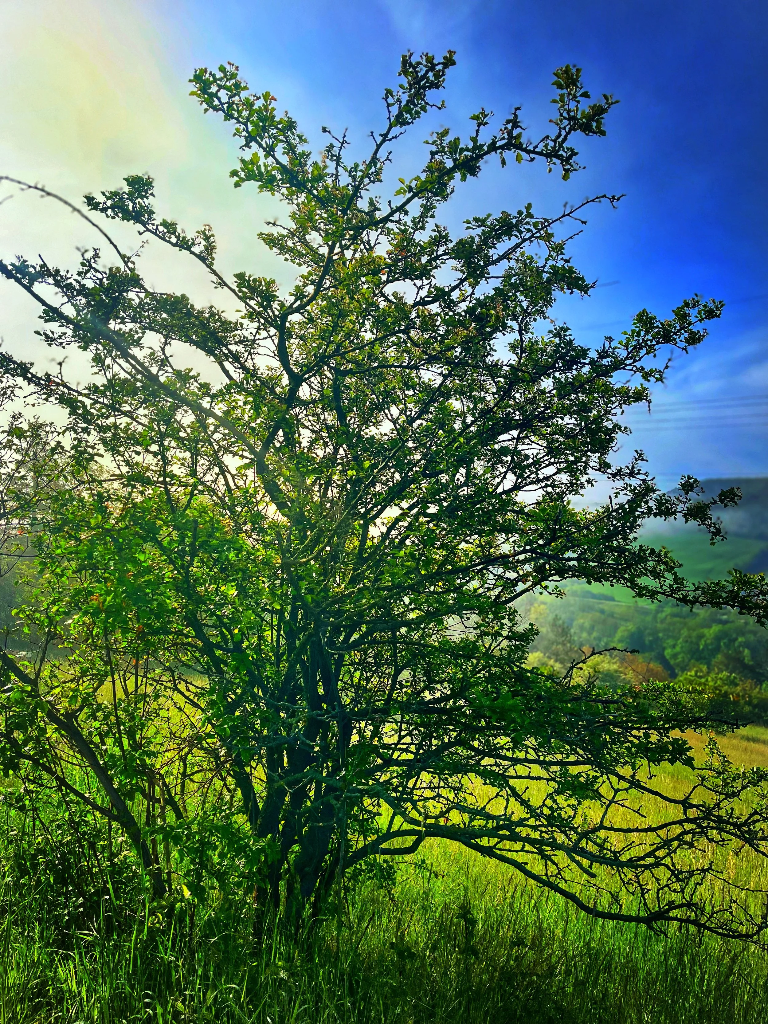 IMG_7335_SnapseedCopy.jpg