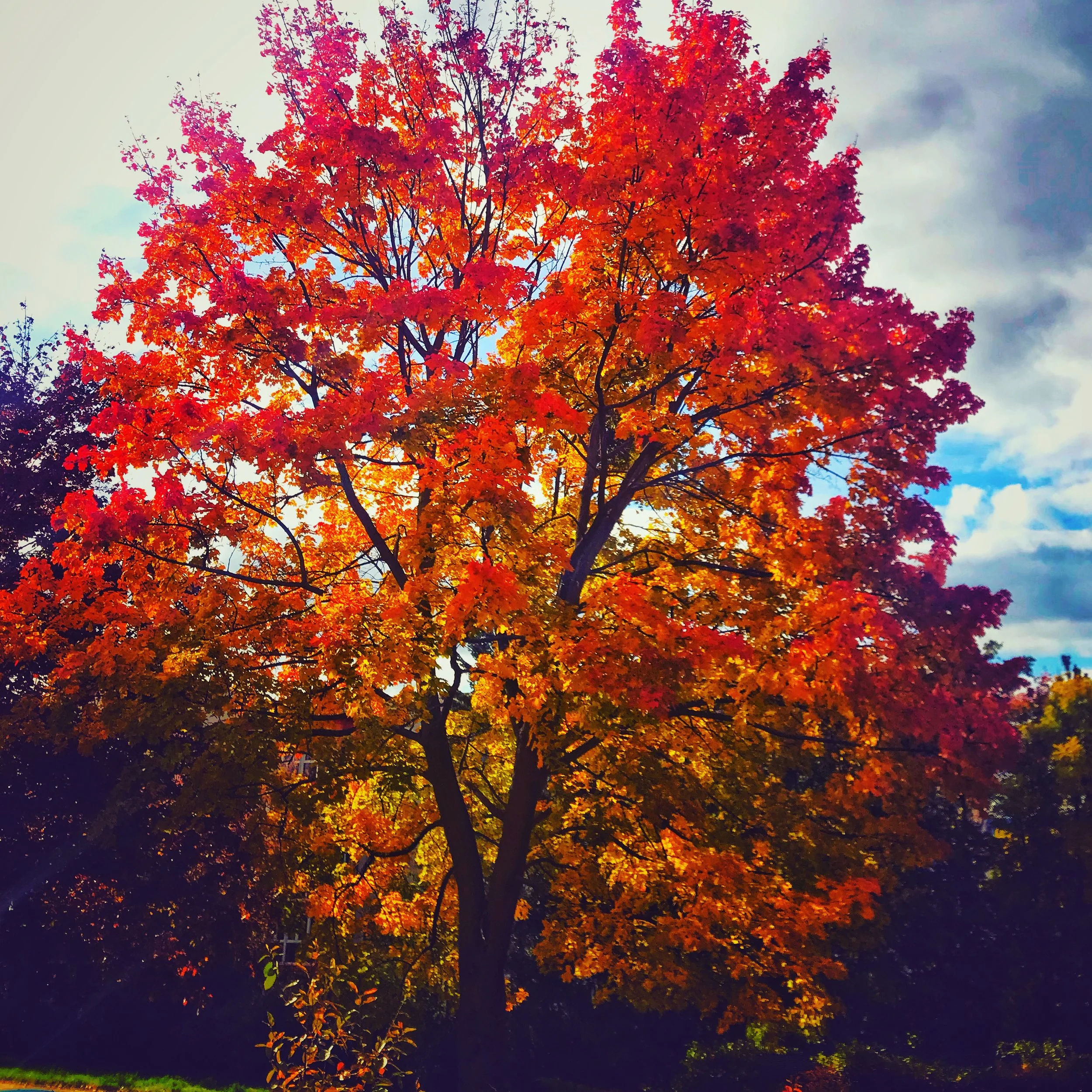 973699F1-772A-4DA6-9DD7-8BE45C8BF90B 2.JPG