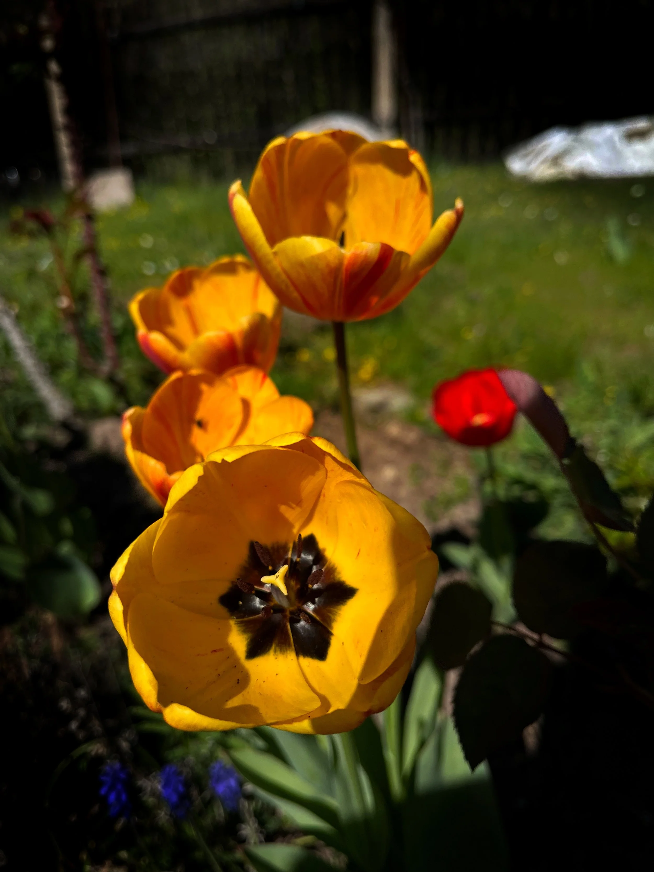 IMG_7011_SnapseedCopy.jpg