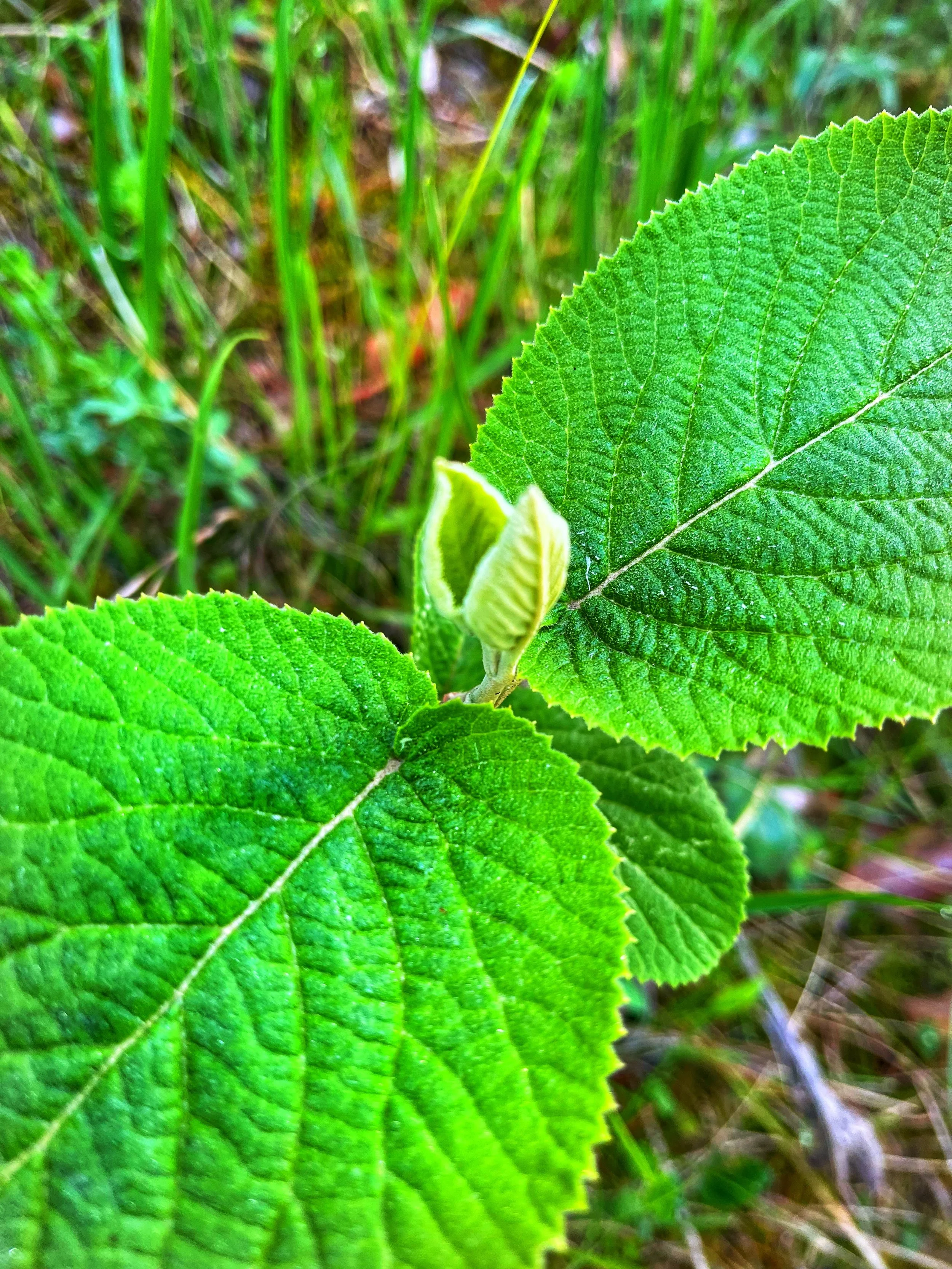 IMG_7340_SnapseedCopy.jpg