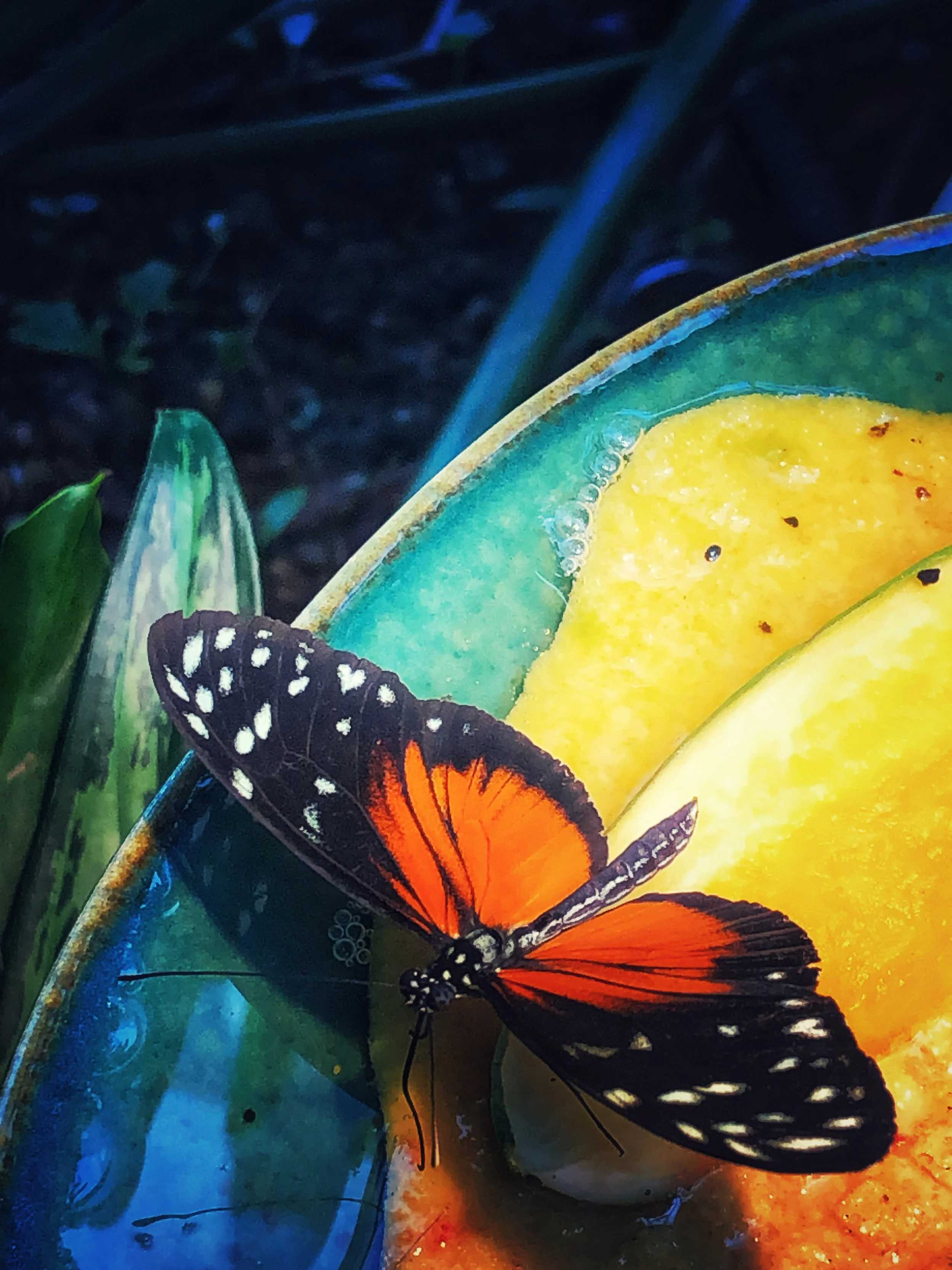 Fotografien Tierwelt