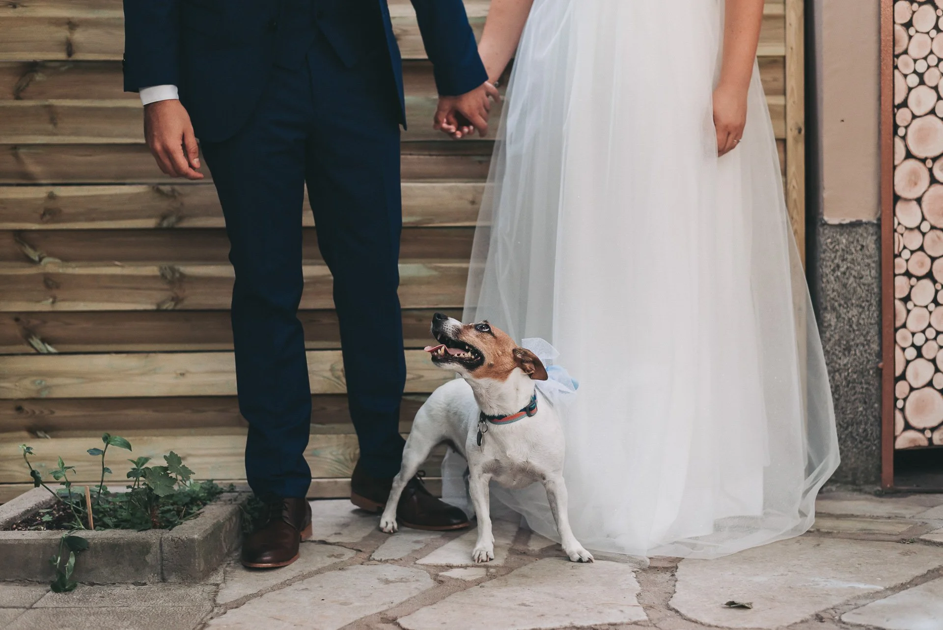 A bride and groom holding hands during a wedding ceremony, with a dog sitting between them on a stone floor. The bride is wearing a white dress and the groom is in a dark suit.