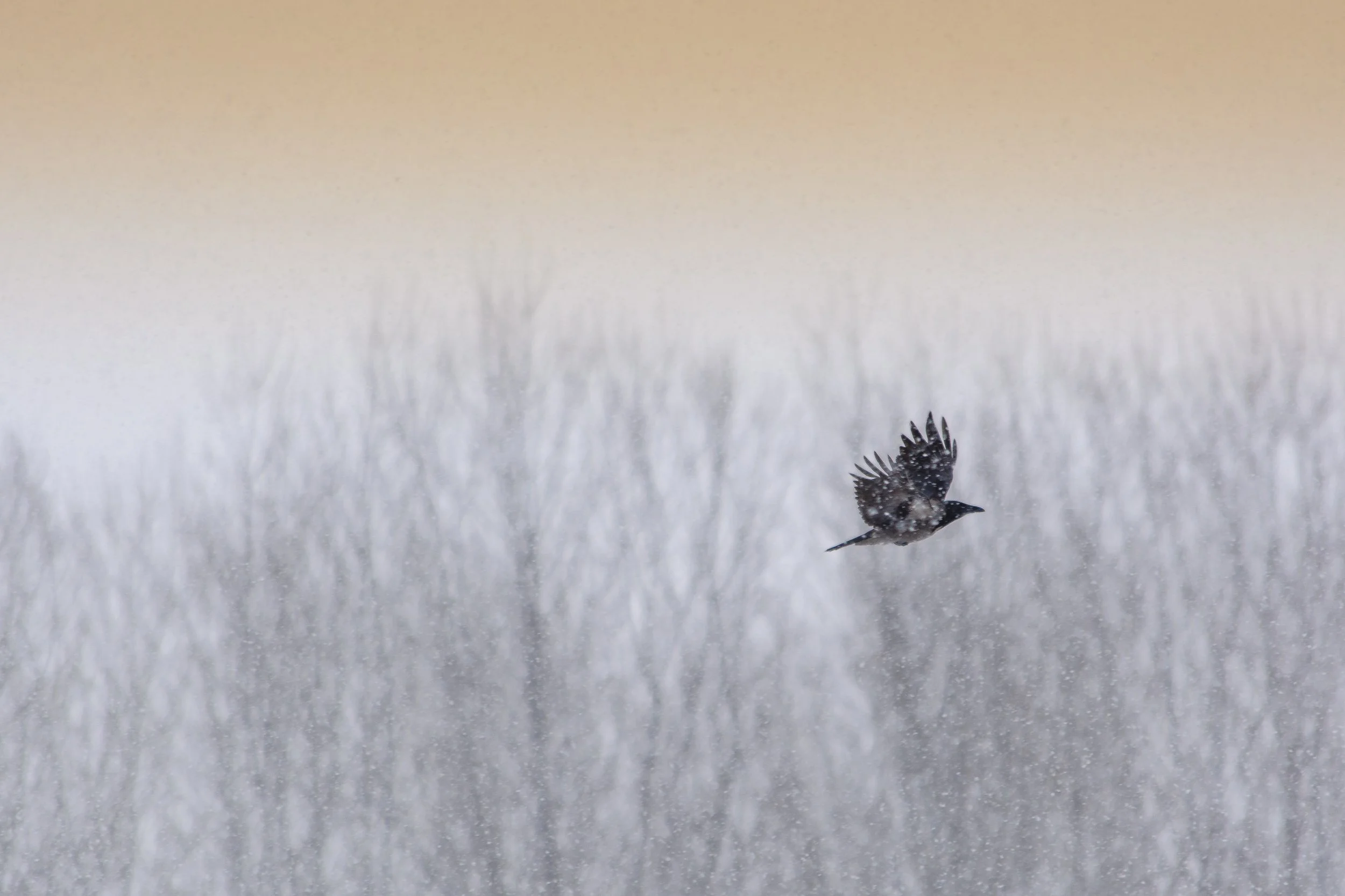A bird flying over snow-covered trees in a winter landscape during sunset.