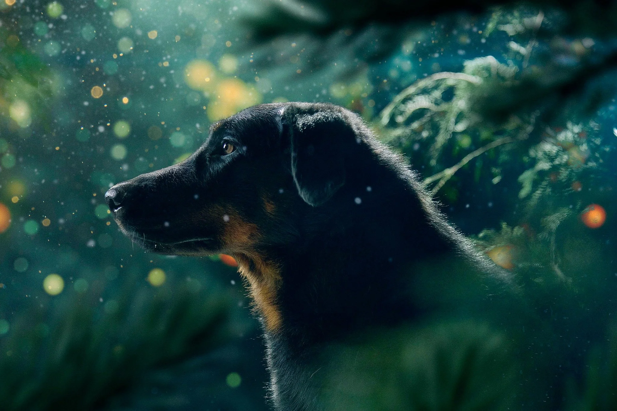 Un chien noir avec des taches brunes, regardant vers la gauche dans un environnement naturel avec des lumières floues en arrière-plan.