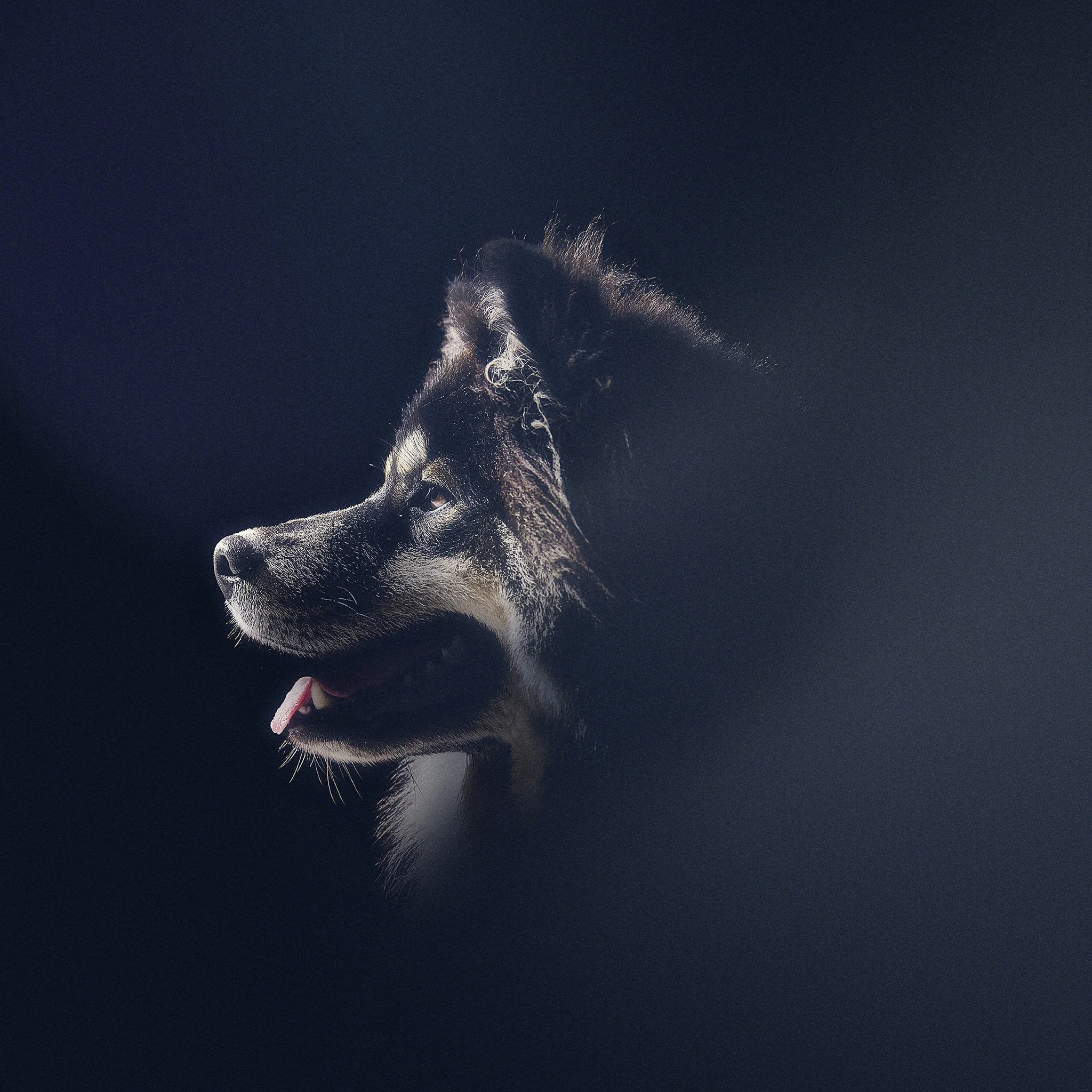 Profil d'un chien husky avec un fond sombre et une lumière douce