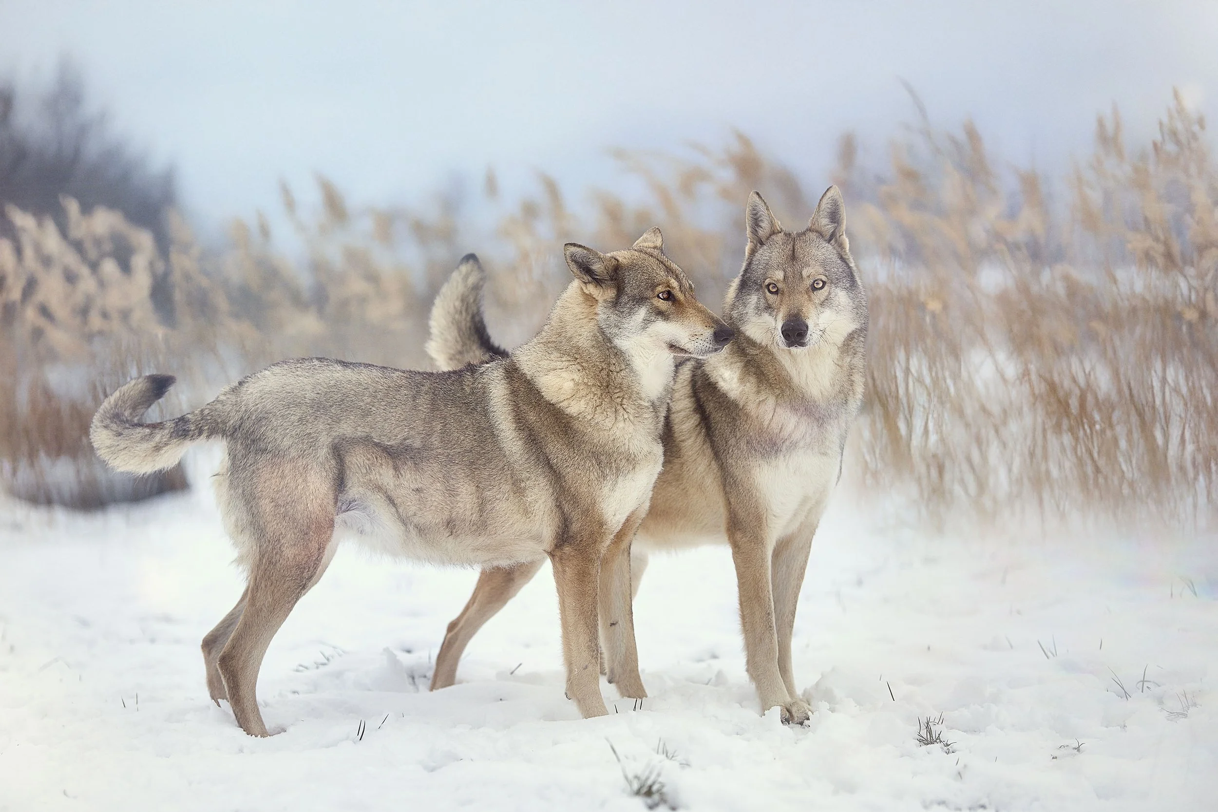 Deux loups gris dans la neige avec des herbes sèches en arrière-plan.