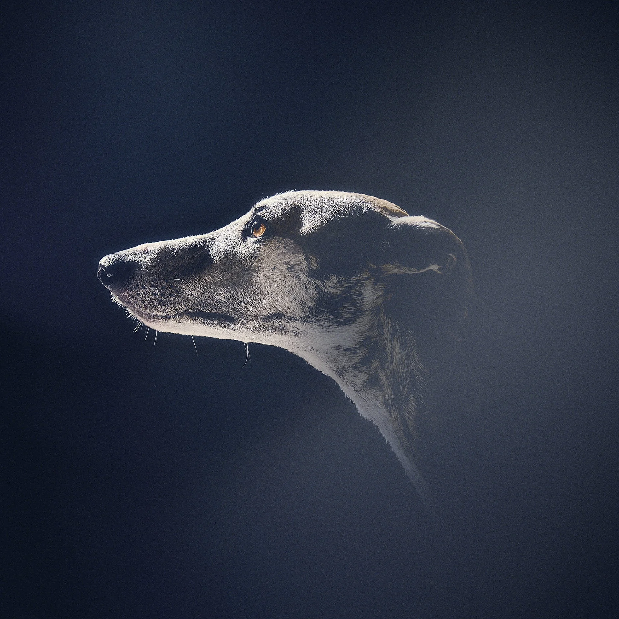 Profil d'une tête de chien contre un fond sombre, l'animal regarde vers la gauche.