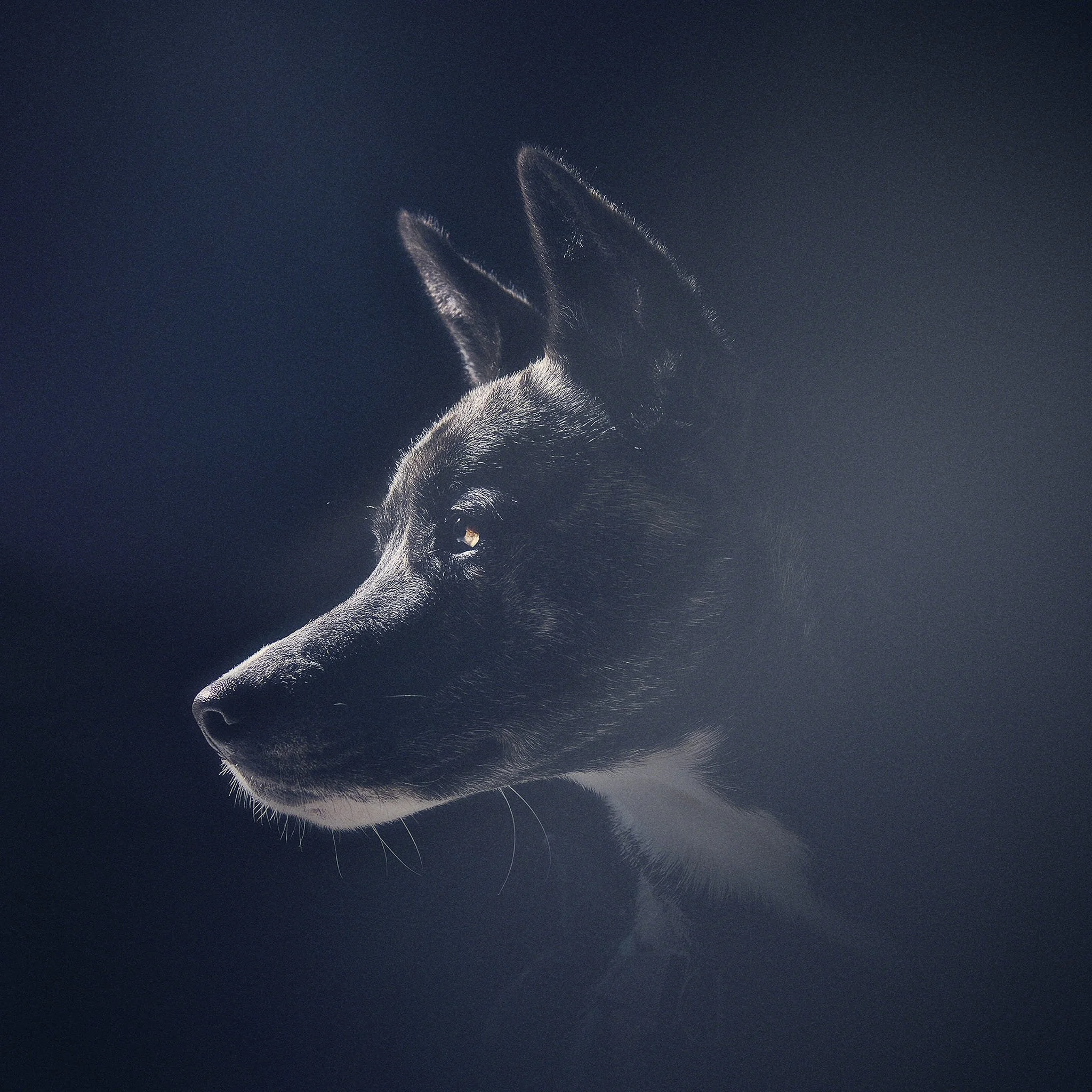 Un chien noir en profil contre un fond sombre.