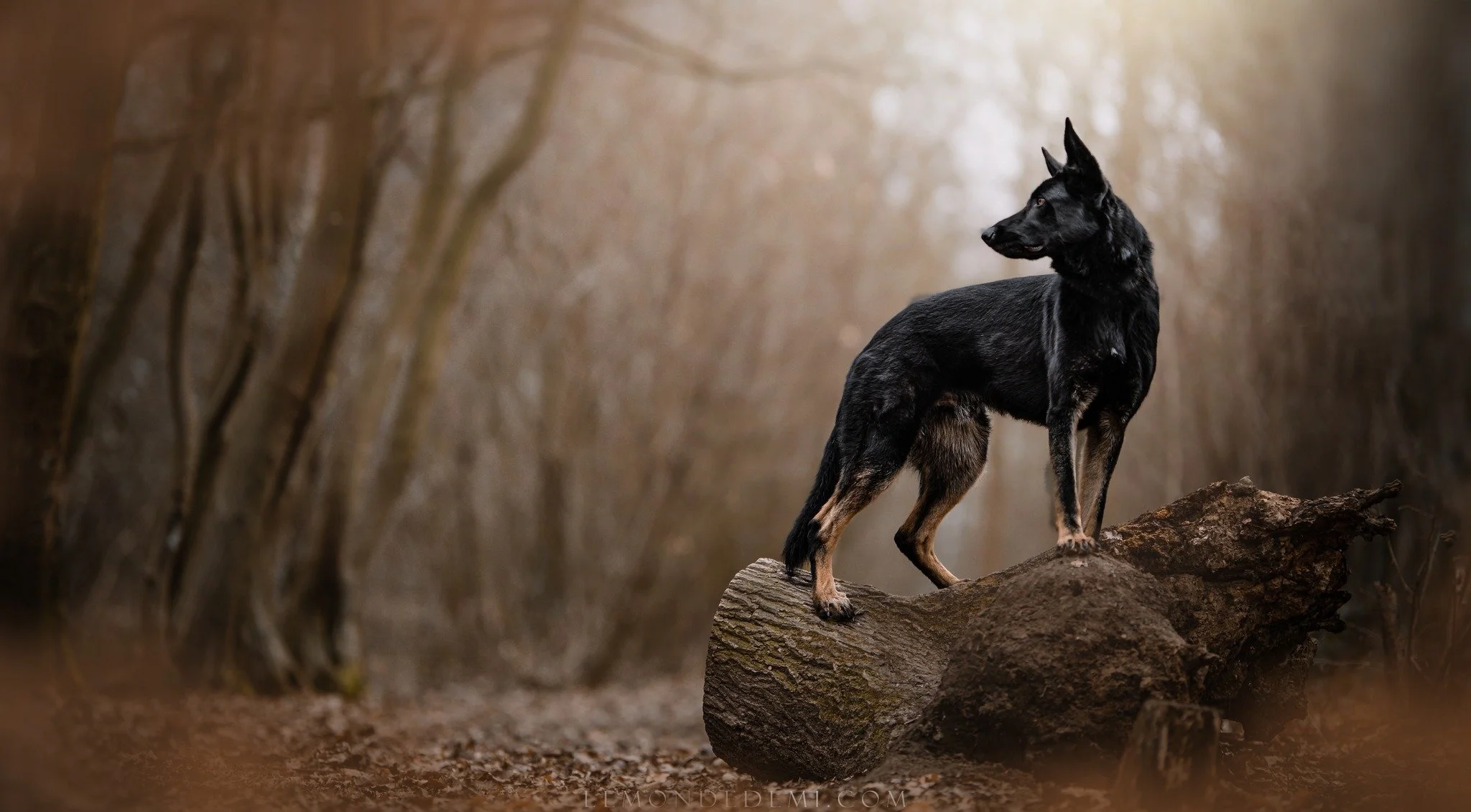 Un chien posé sur une branche d'arbre dans une forêt brune, vue de côté.