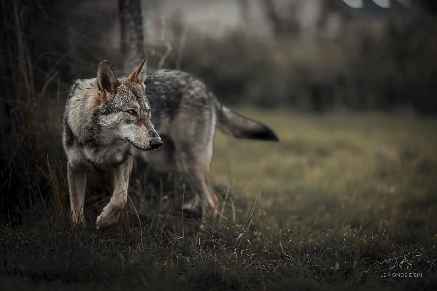 Un loup gris dans une forêt sombre, debout sur l'herbe avec un regard attentif.