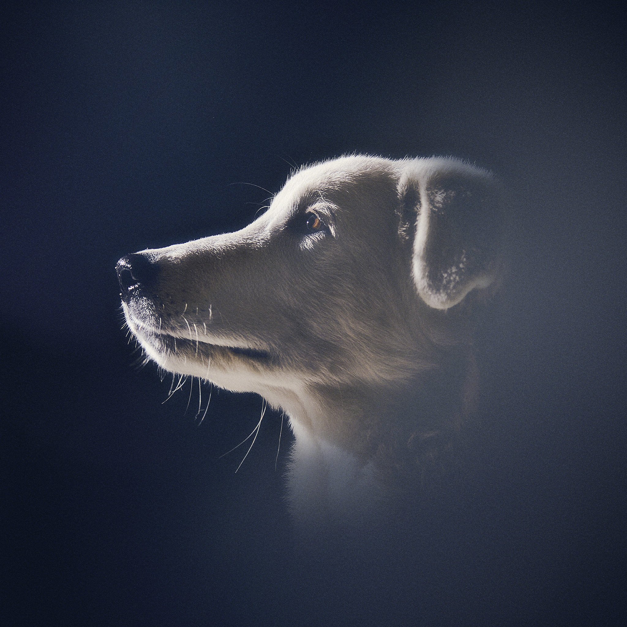 Un chien de profil, avec une lumière douce et un fond sombre.