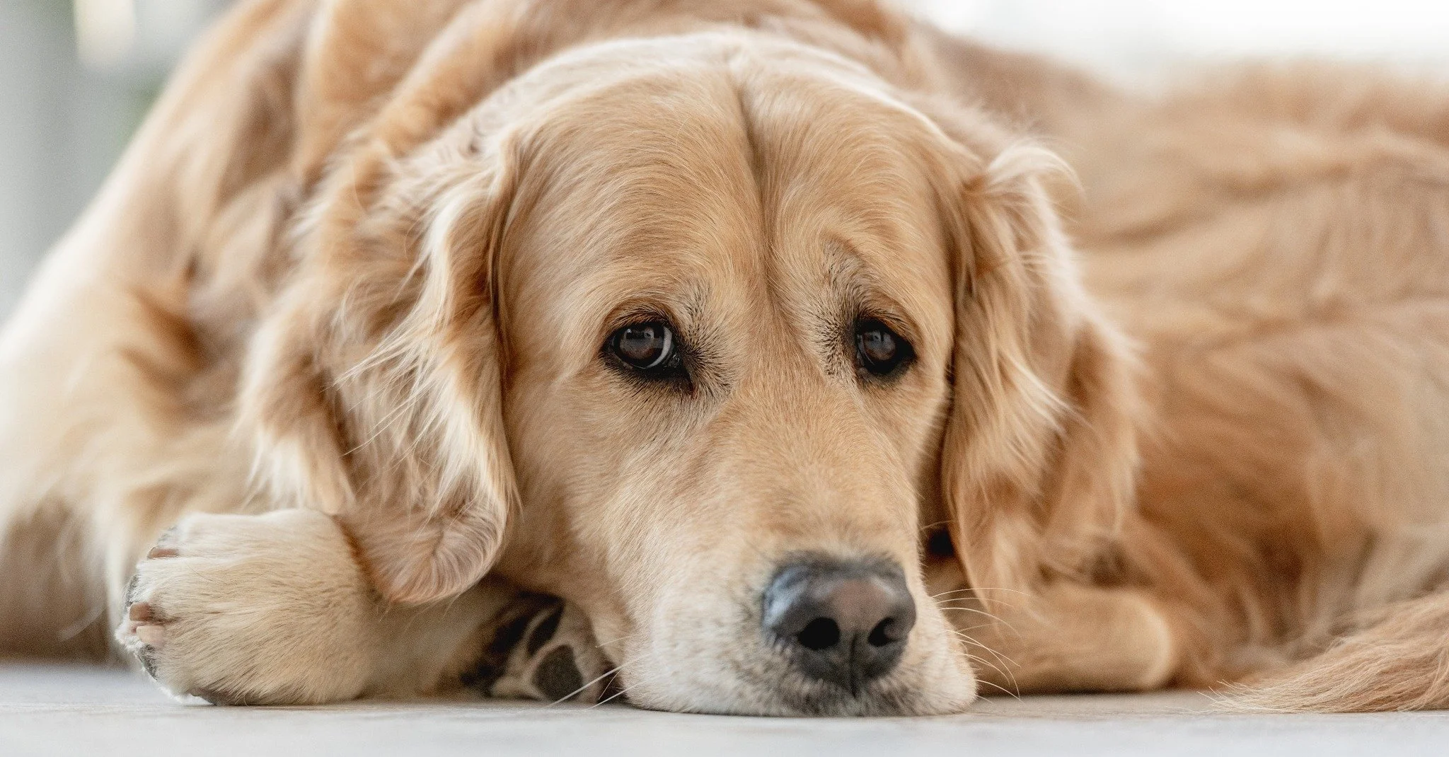 Un chien de race Retriever doré allongé sur le sol, regardant fixement.