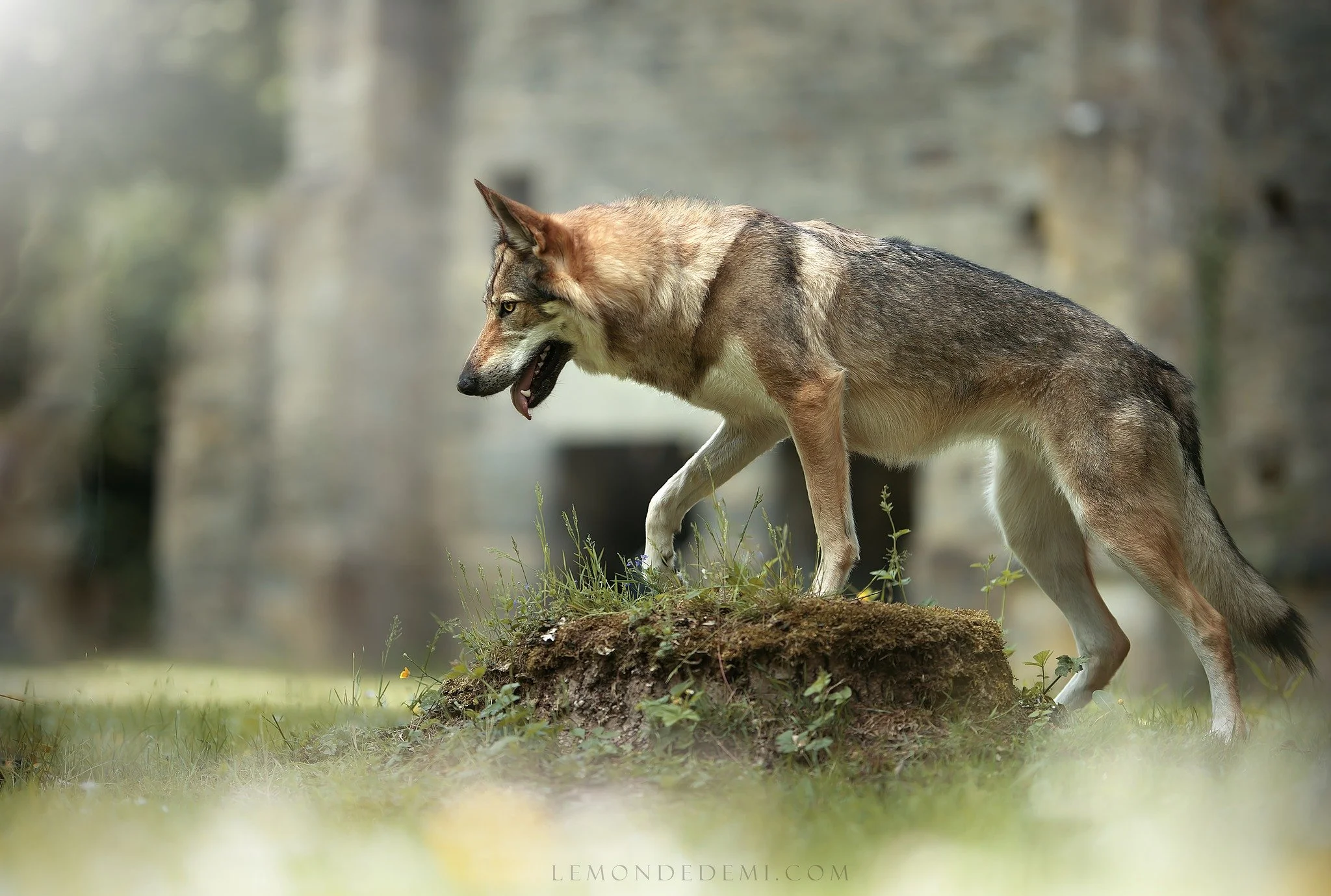 Un loup gris marche sur un petit monticule d'herbe dans une forêt.
