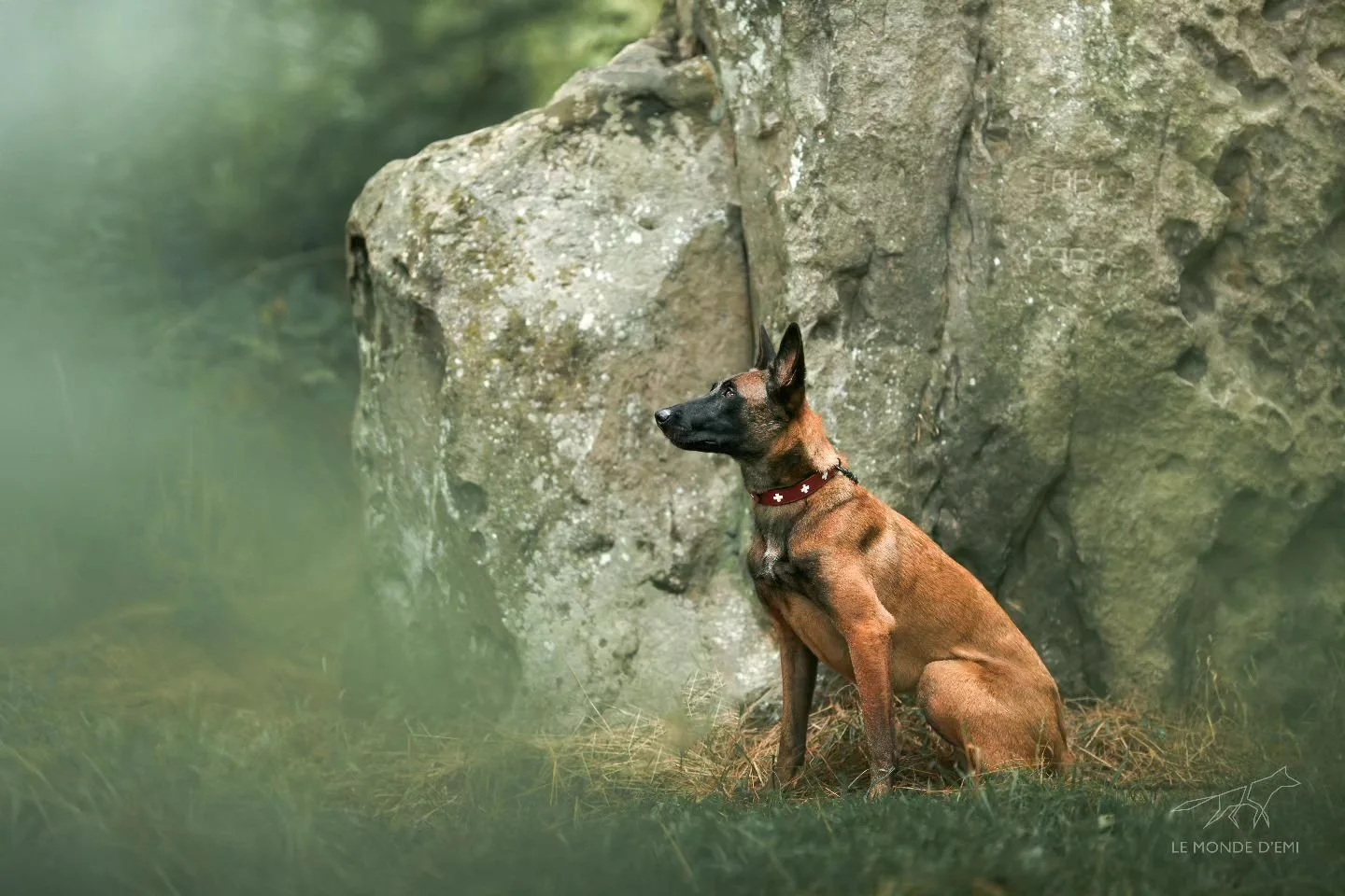 Un chien de race Belgian Malinois assis devant une roche, regardant à gauche, en extérieur, avec un collier rouge.