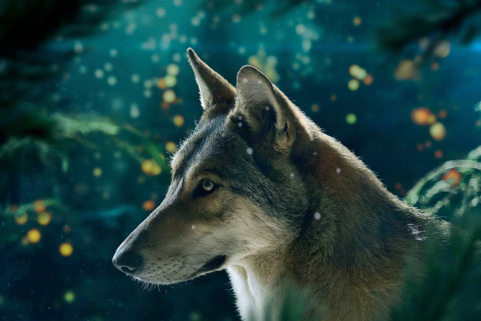 Un loup gris vu en profil dans un environnement forestier, avec de la végétation et des lumières floues en arrière-plan.