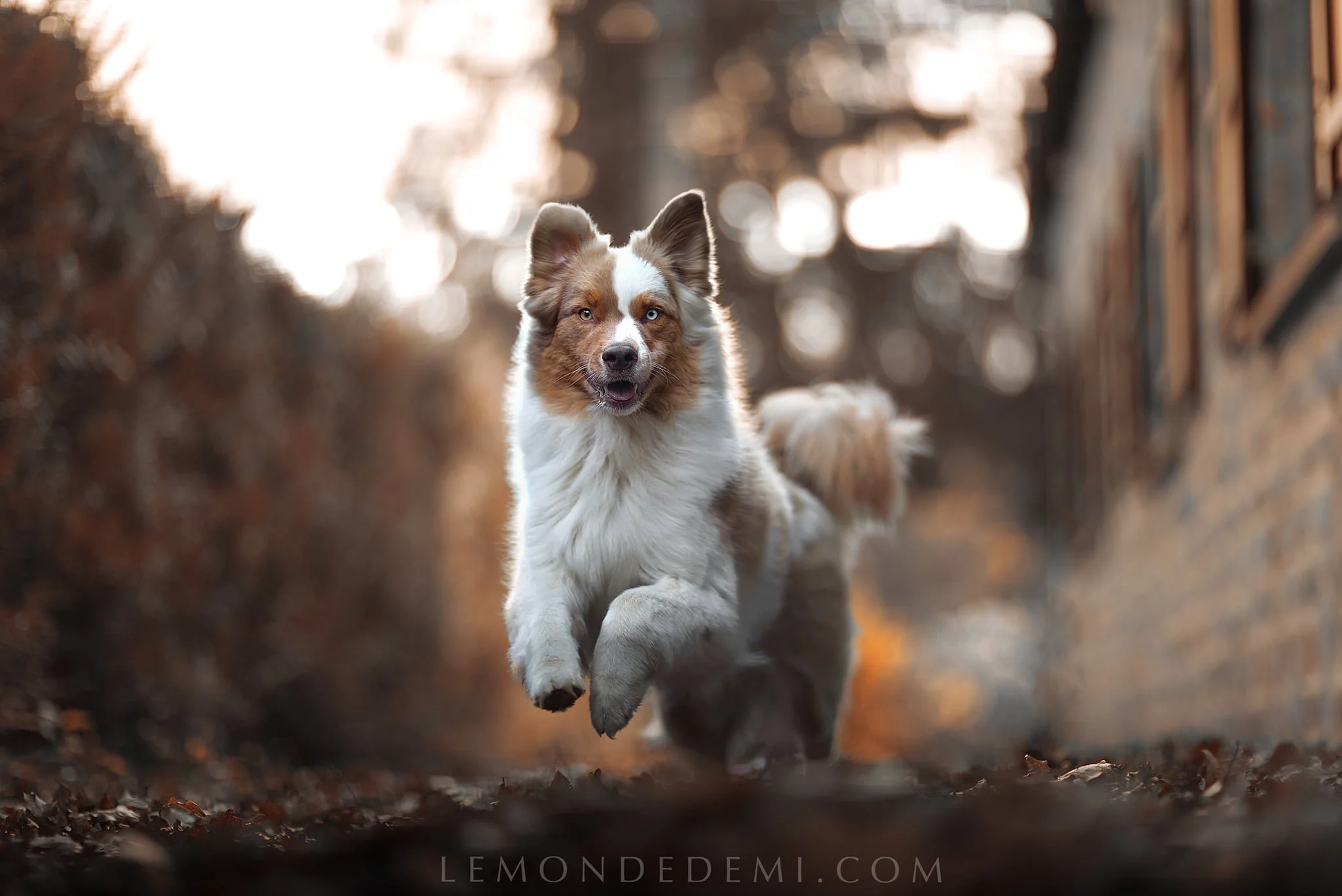 Un chien courant dans un chemin bordé d'arbres au crépuscule.