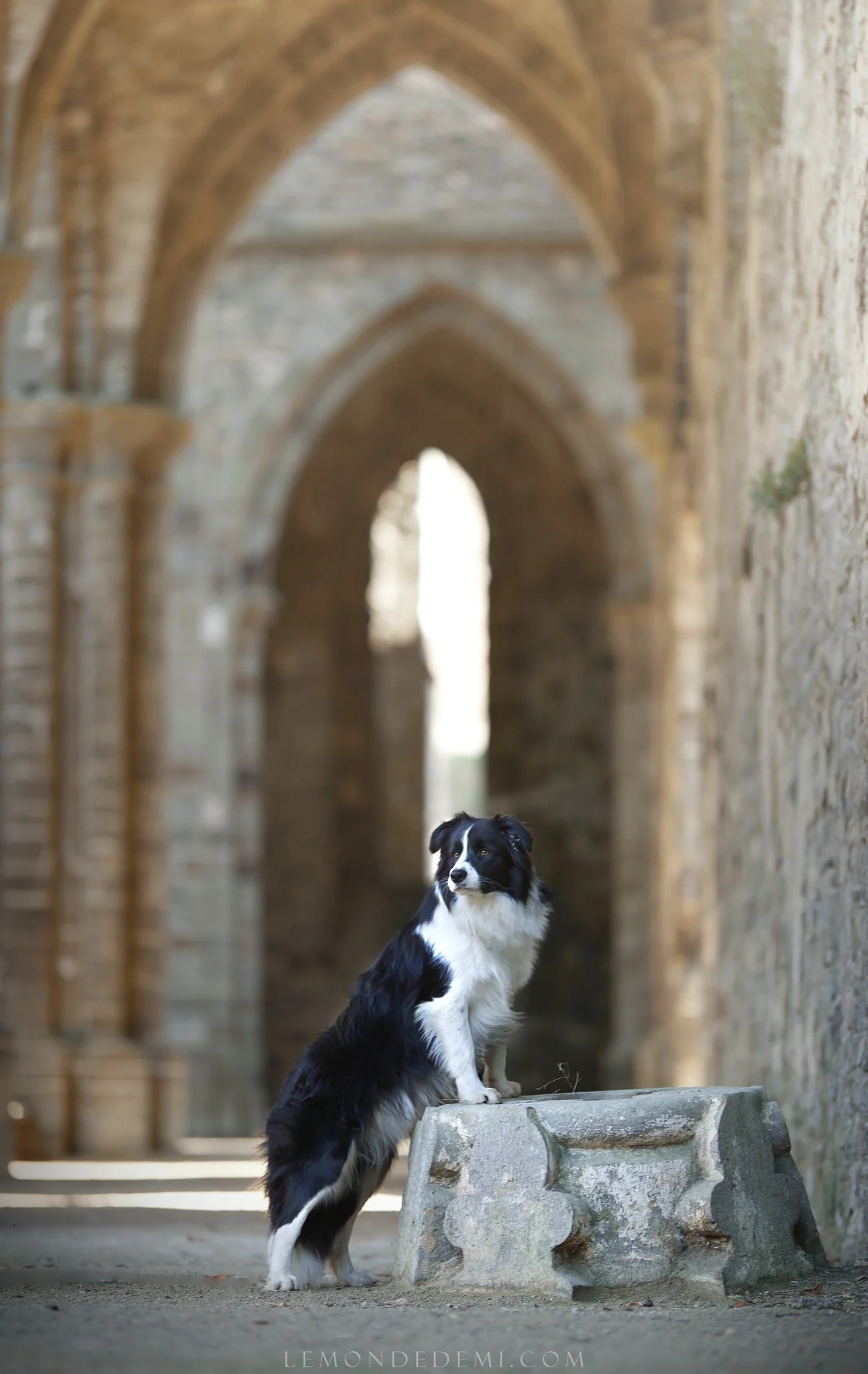 Un chien Border Collie noir et blanc debout sur un support en pierre dans un vieux bâtiment en pierre avec des arches gothiques