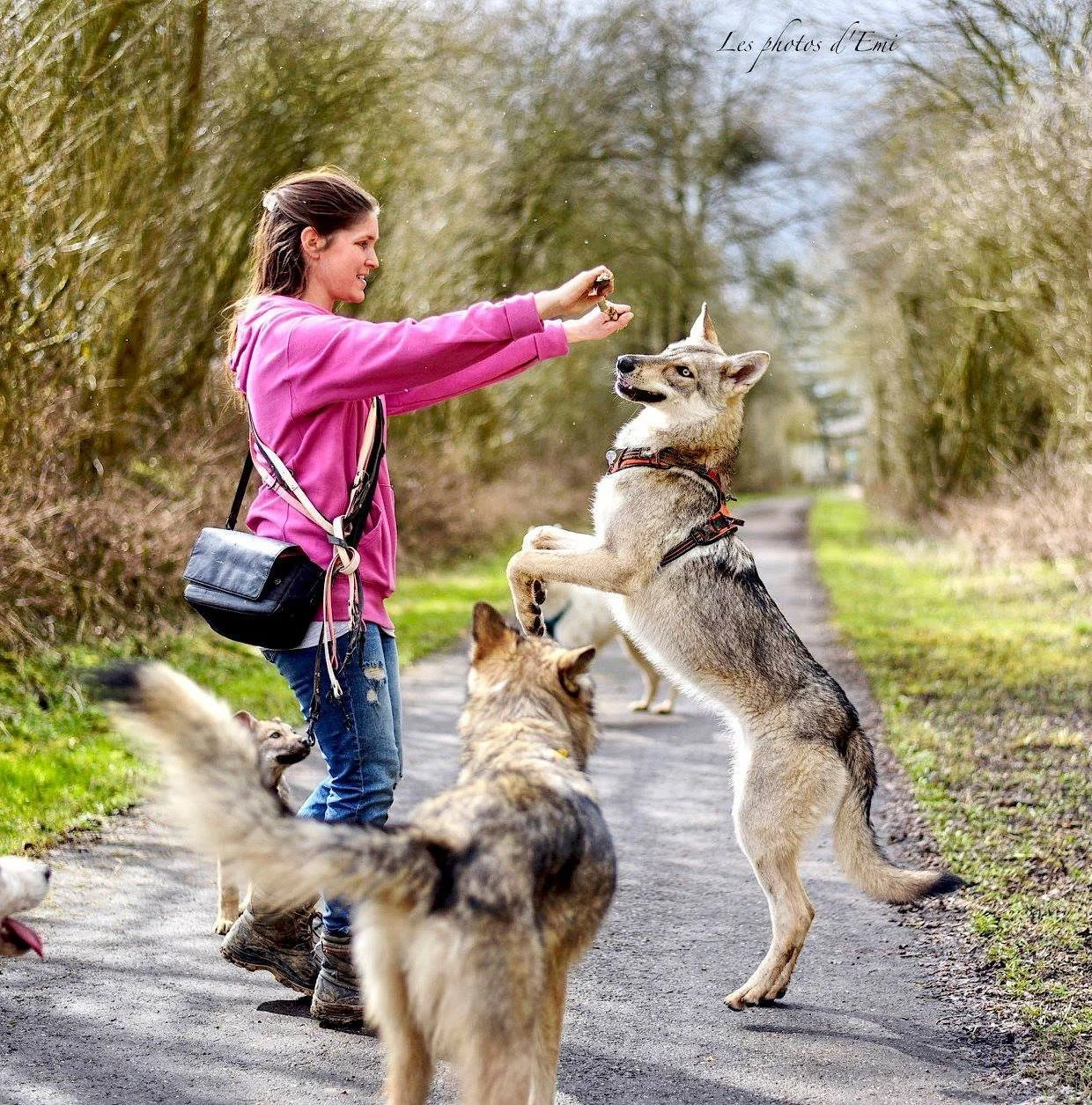 Une femme en veston rose donne une friandise à un husky perché sur ses pattes arrière, entourée d'autres chiens dans un chemin forestier.