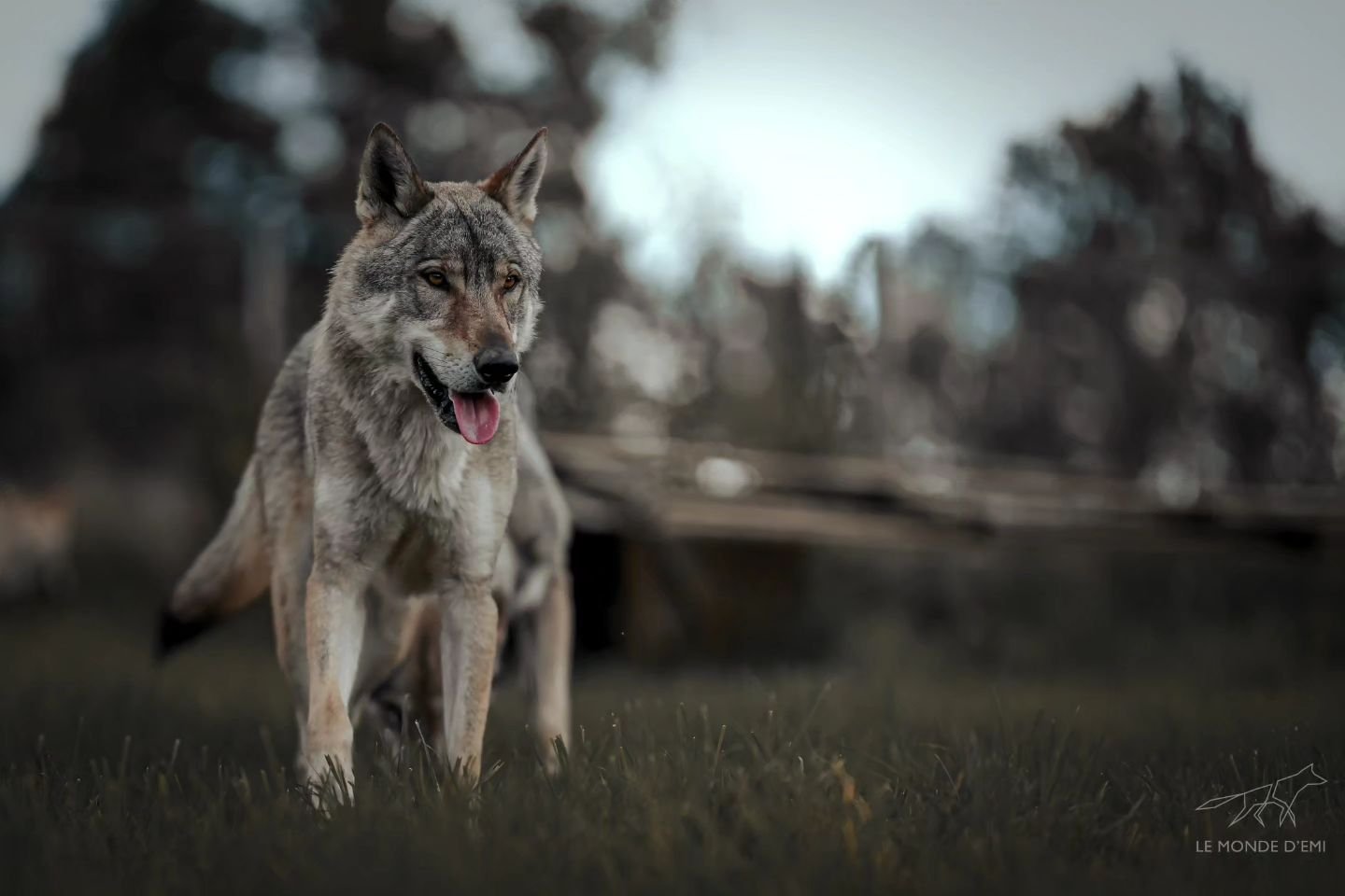 Un loup gris marche dans une prairie avec un paysage légèrement flou en arrière-plan.