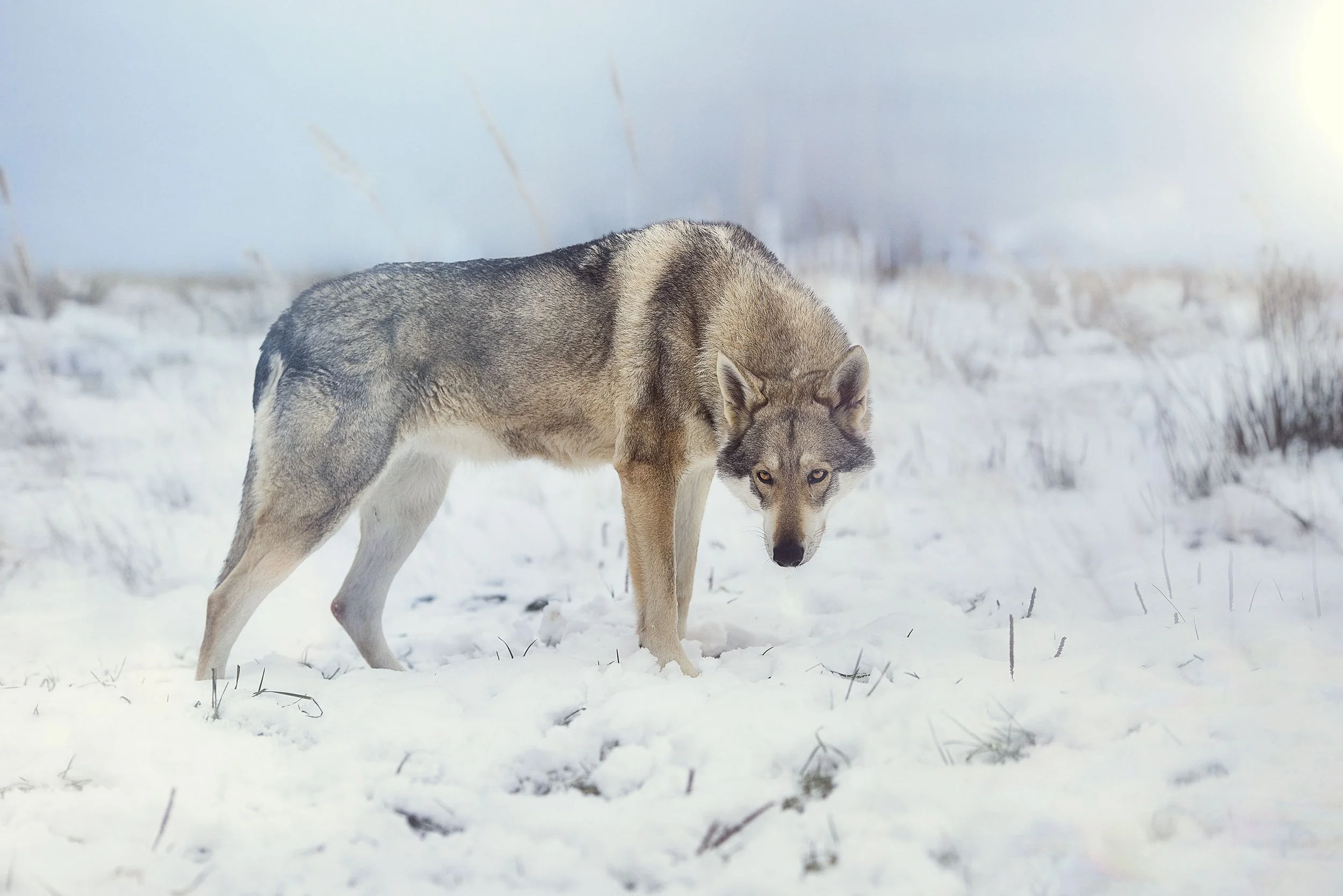 Un loup dans la neige, regardant vers l'avant, en milieu enneigé avec un ciel lumineux.
