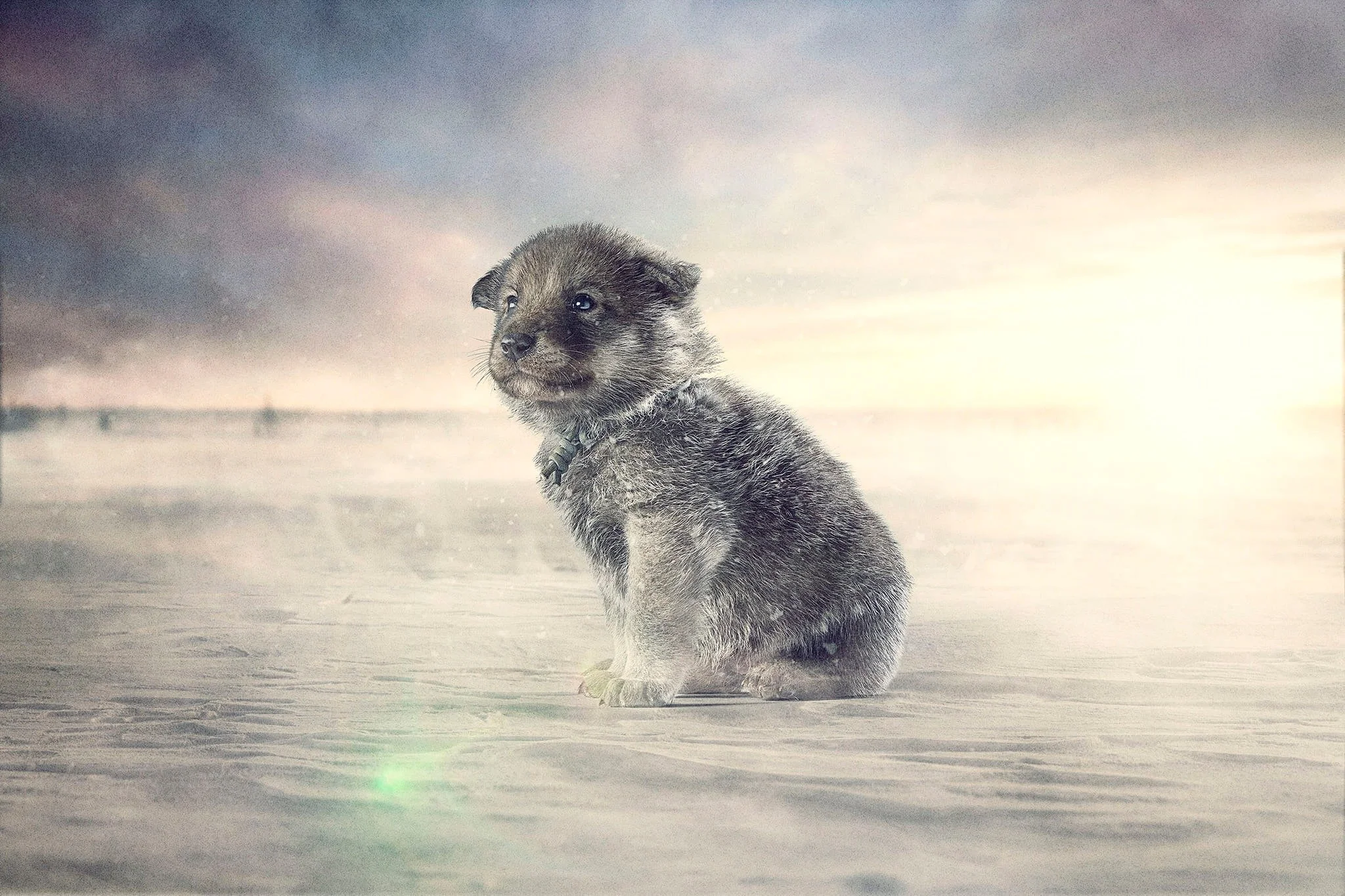 Un chiot assis sur une surface enneigée sous un ciel nuageux avec la lumière du soleil qui perce à l'arrière-plan.