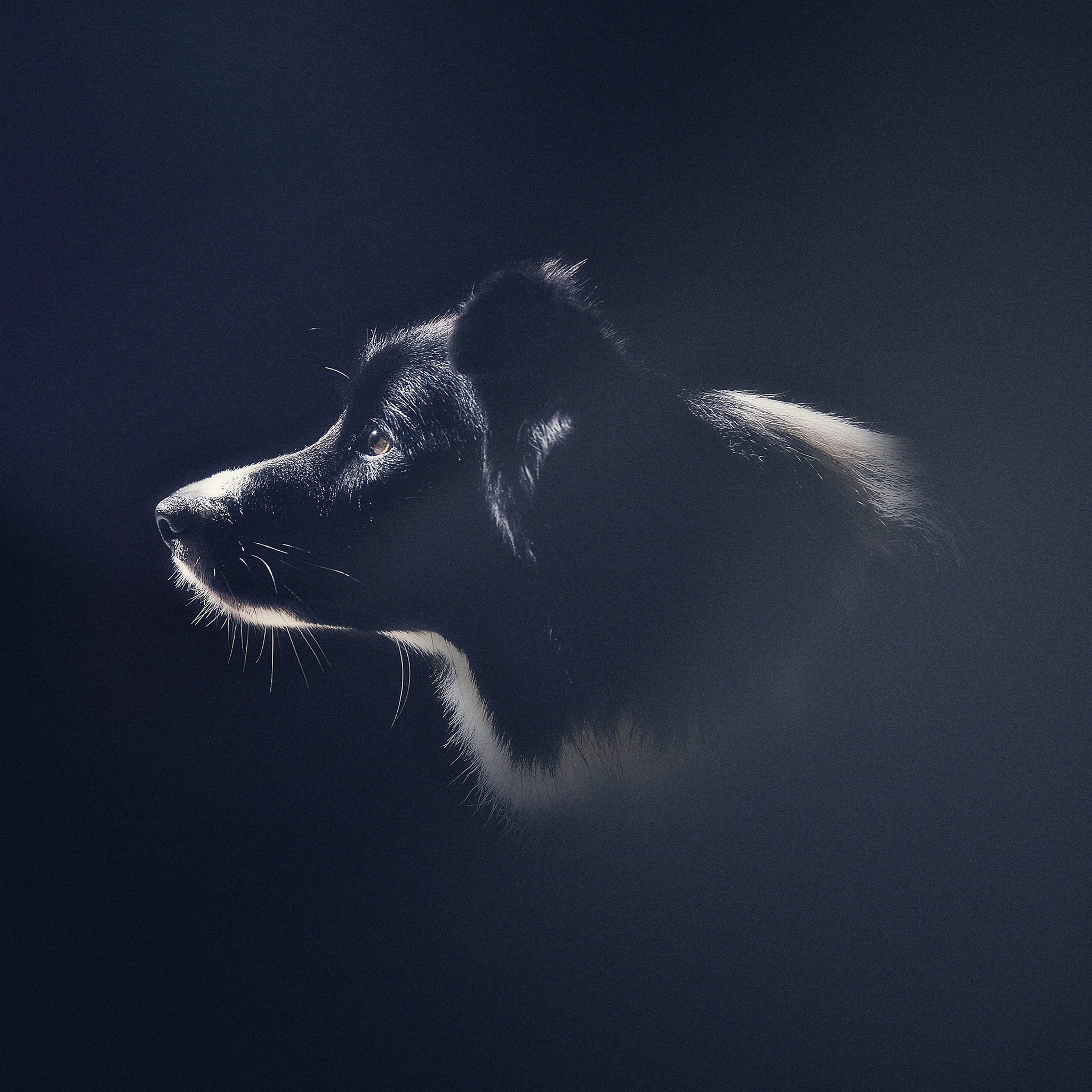 Profil d'un chien noir avec une tache blanche, éclairé de côté, sur fond sombre.