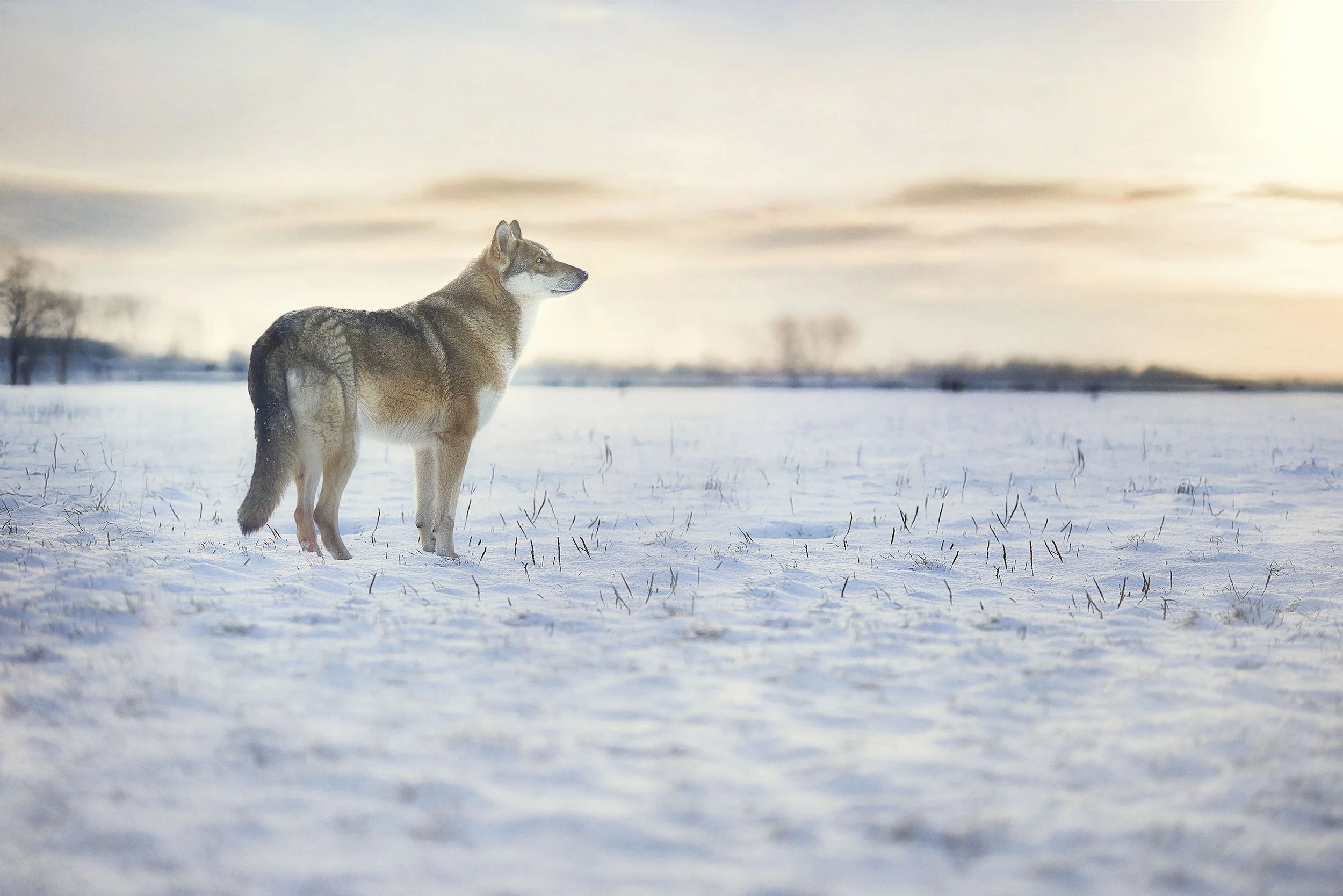 Un chien de type husky dans un paysage enneigé au coucher du soleil.