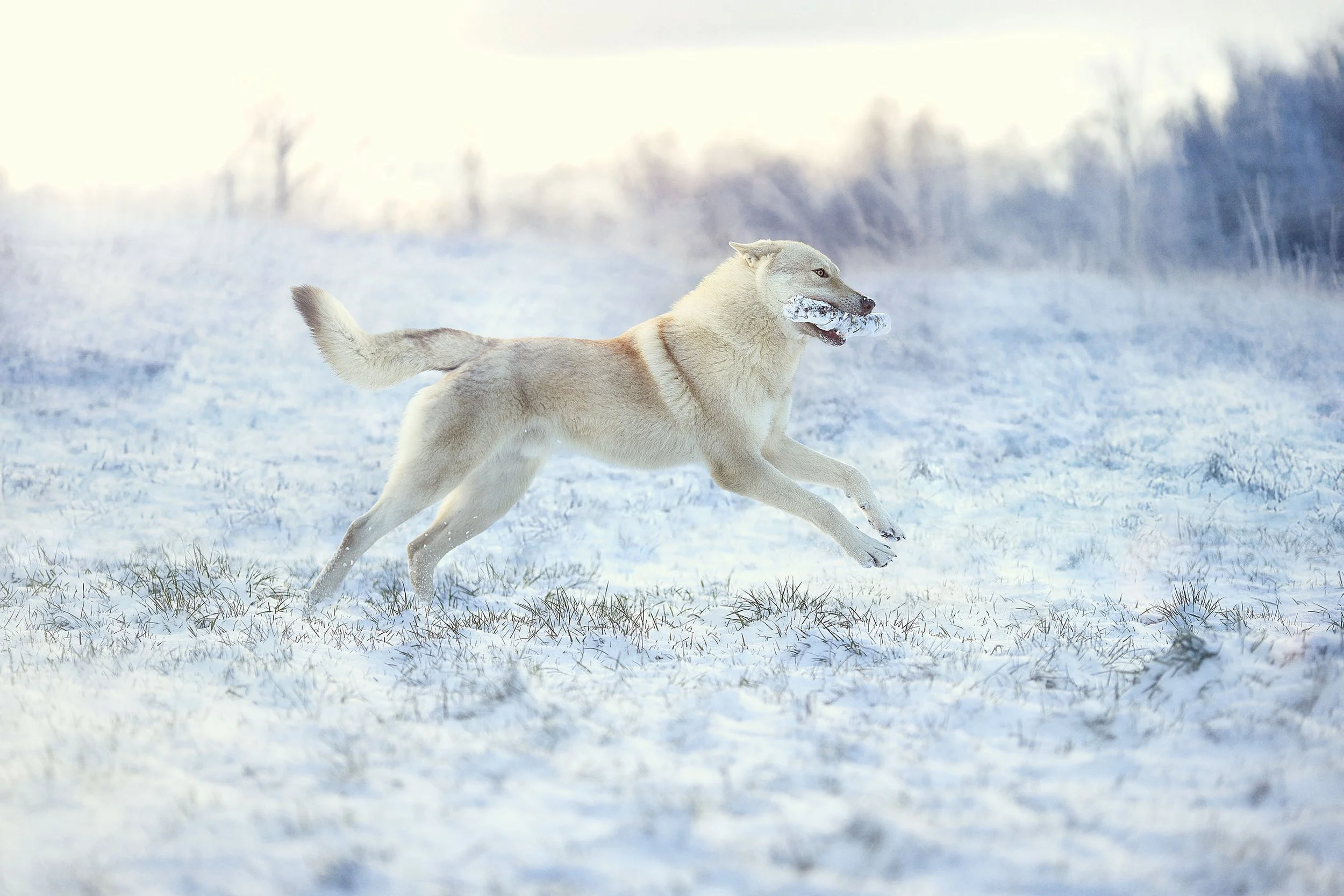 Un chien de race husky ou loup traverse un paysage enneigé en courant, avec un fond de champs enneigés et arbres dénudés, sous un ciel clair et lumineux.