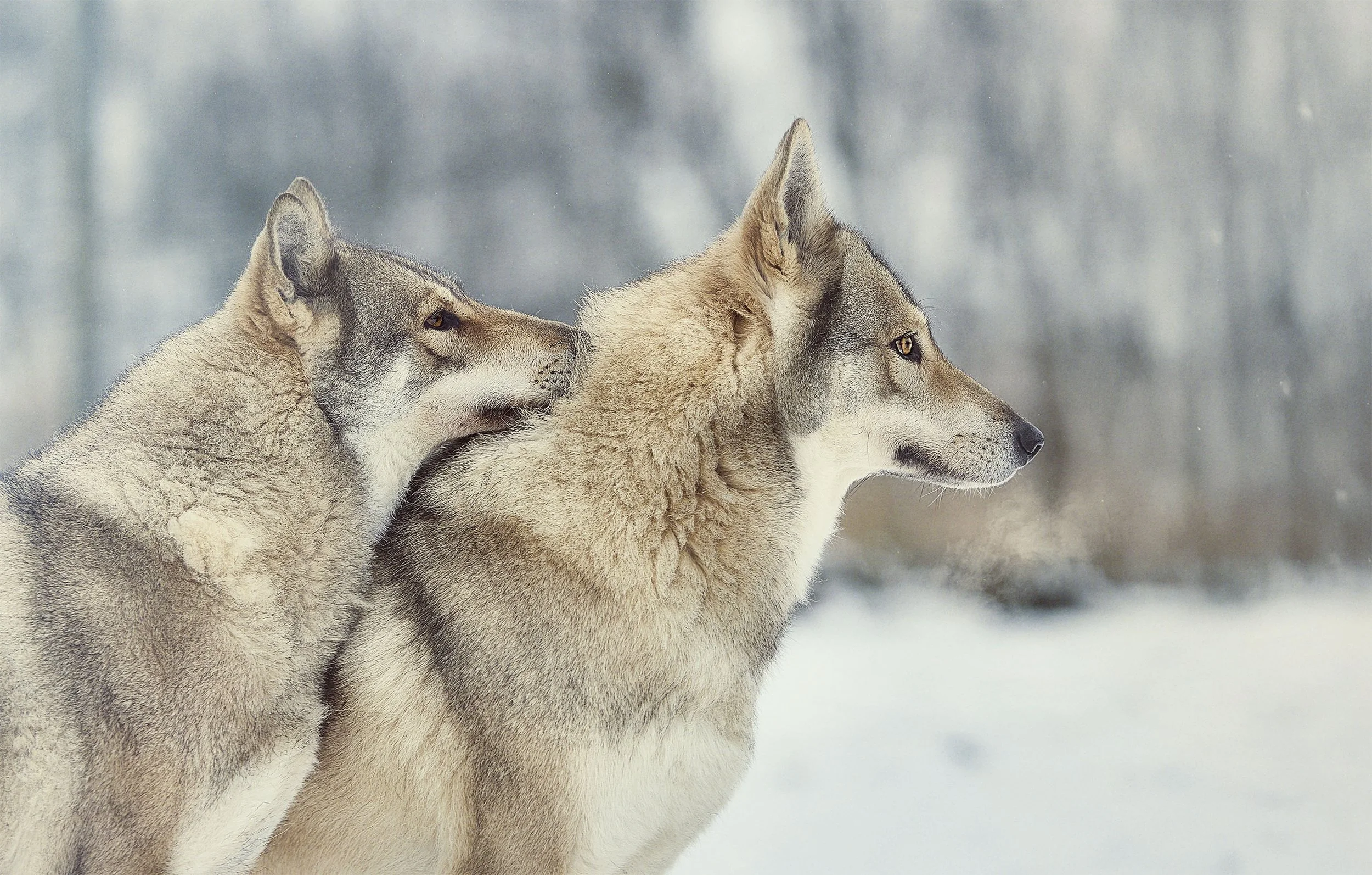 Deux loups se tiennent côte à côte dans un paysage enneigé, avec un fond flou d'arbres.
