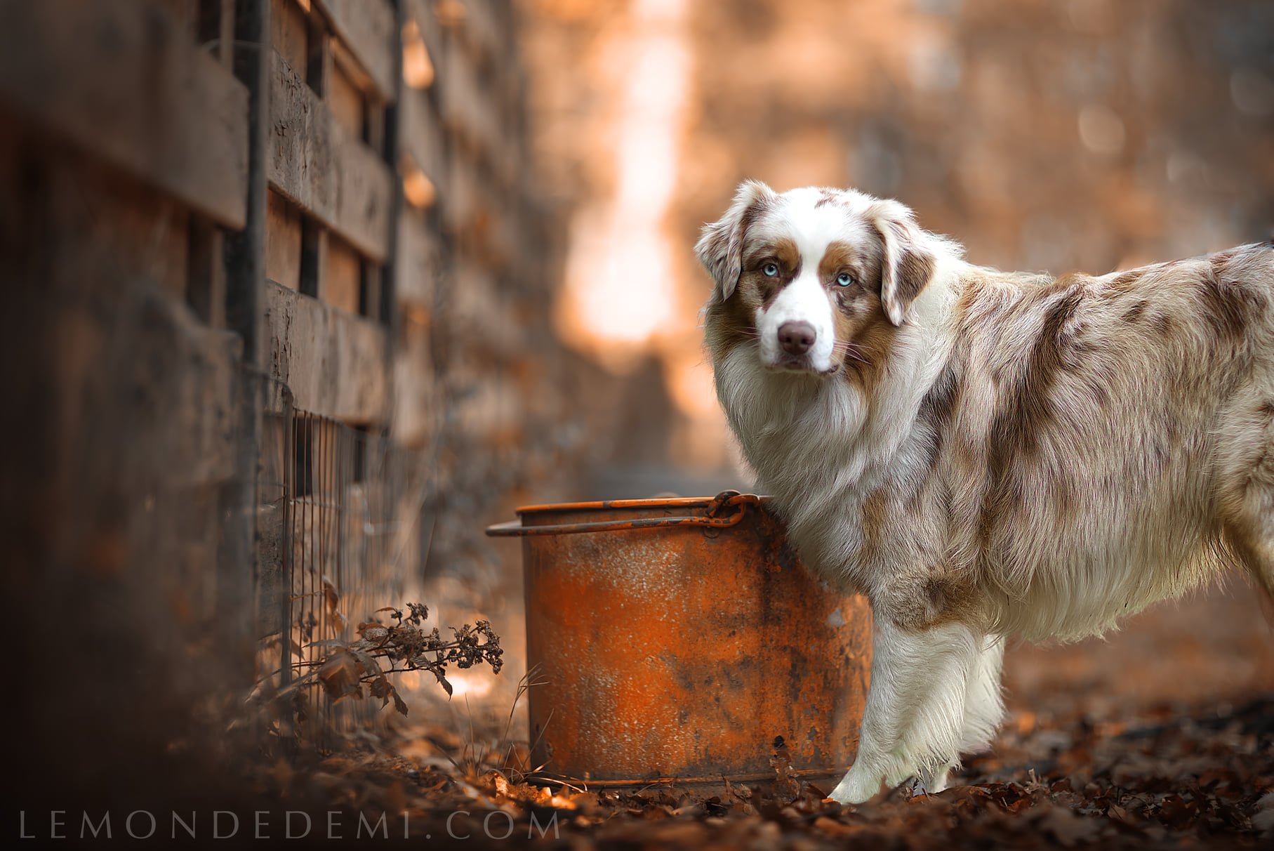 Un chien de race husky australien avec des yeux bleus, debout près d’un vieux pot rouillé dans une cour enneigée, avec un mur en brique en arrière-plan en automne.