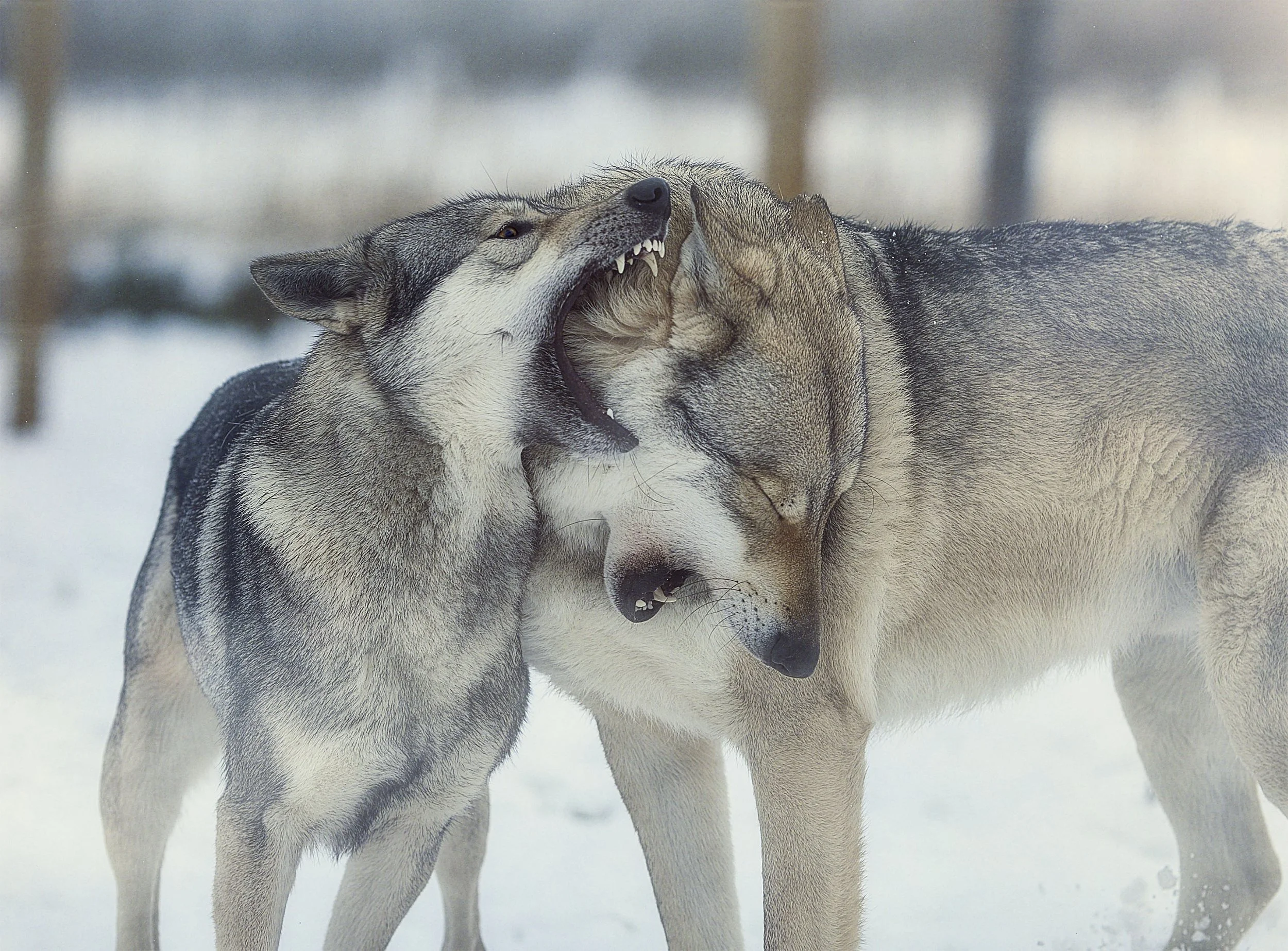 Deux loups gris se battent dans la neige, l'un mordant l'autre à la tête.