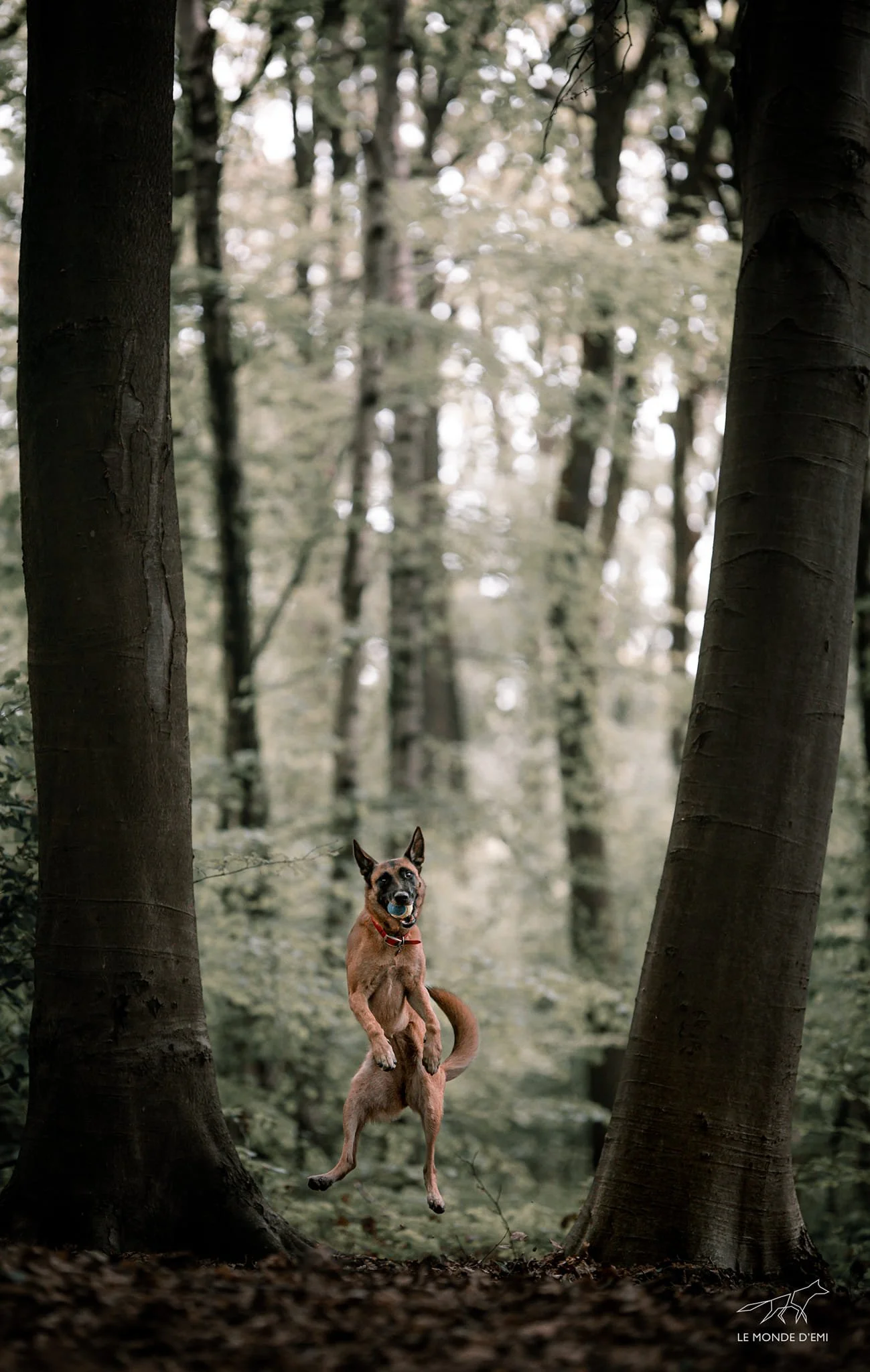 Un chien sautant dans une forêt avec des arbres verts en arrière-plan.