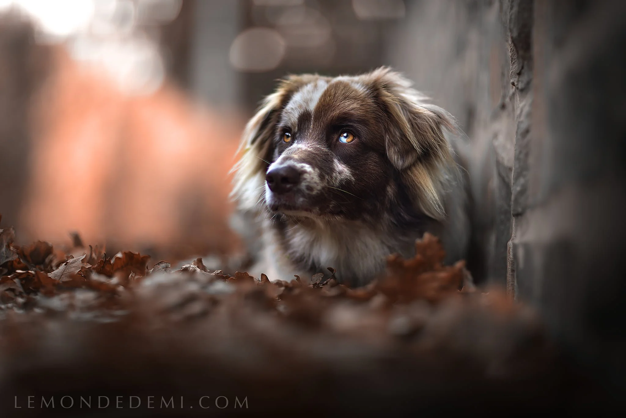 Un chien à poils longs, brun avec des taches blanches, regarde attentivement à côté d'un mur en pierre, entouré de feuilles mortes de couleur marron.