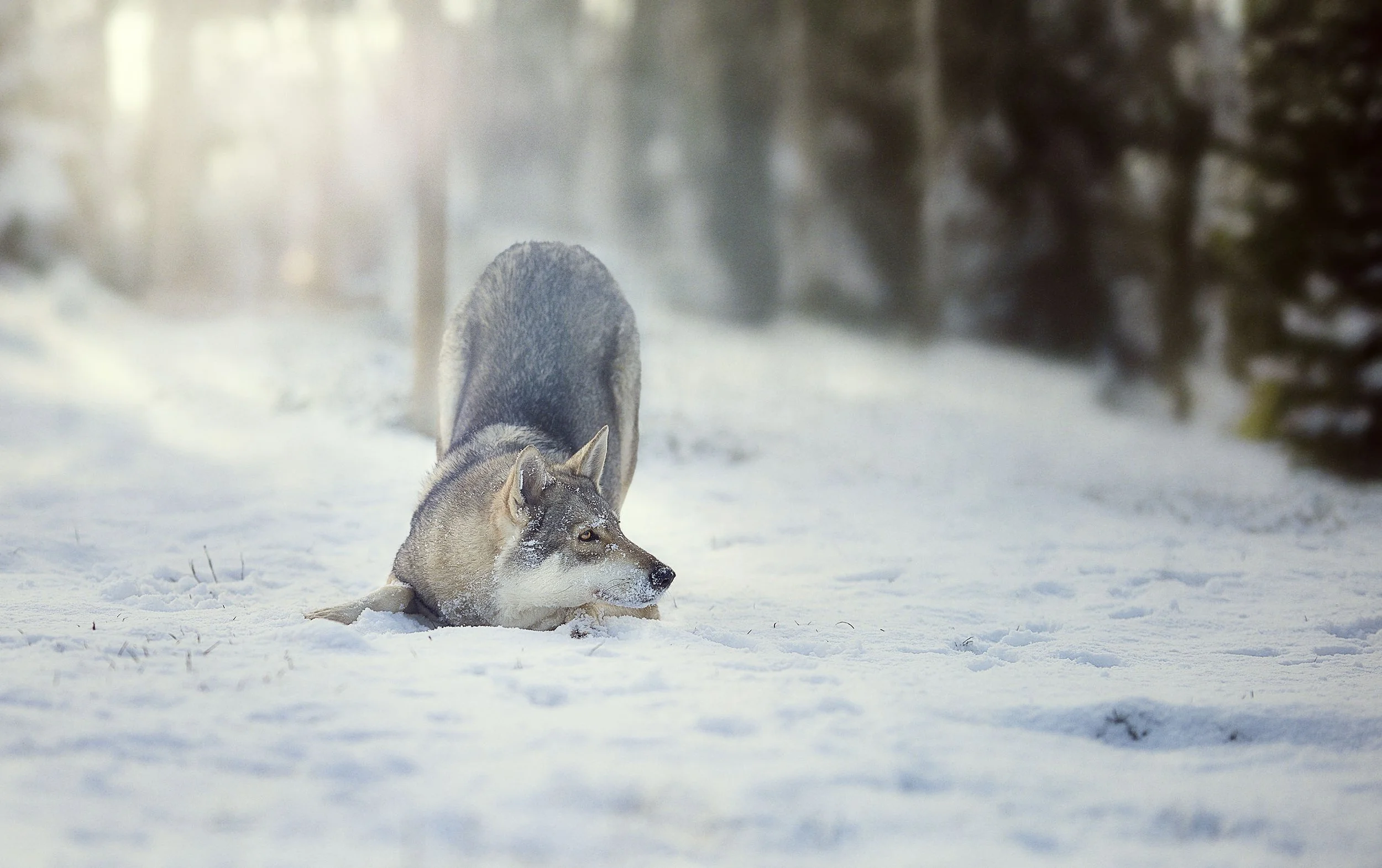 Un loup gris dans la neige en forêt, en position d'attaque ou de jeu.