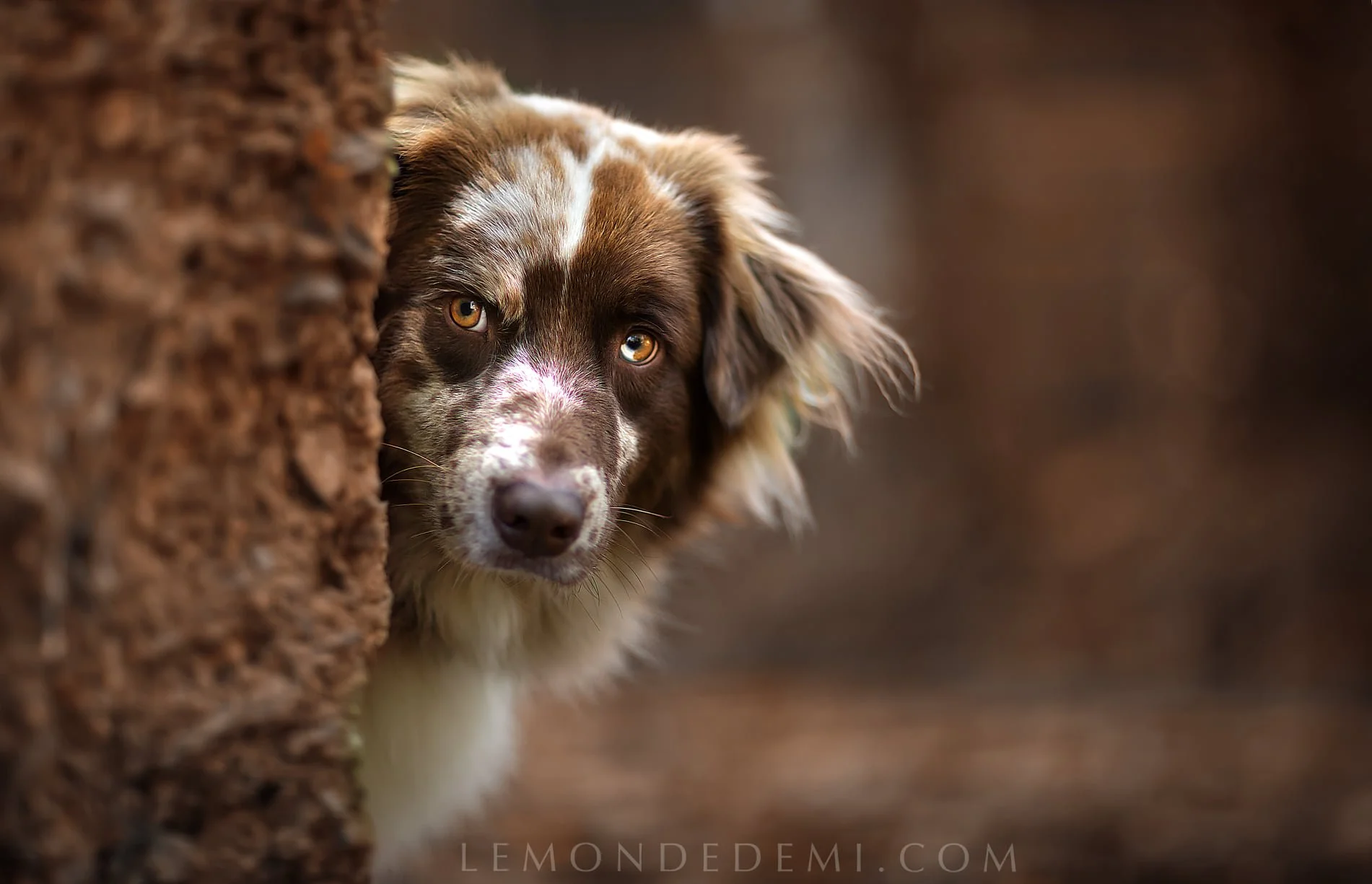 Un chien regarde derrière un arbre, avec un pelage brun, blanc et noir, et des yeux jaunes, dans une forêt.