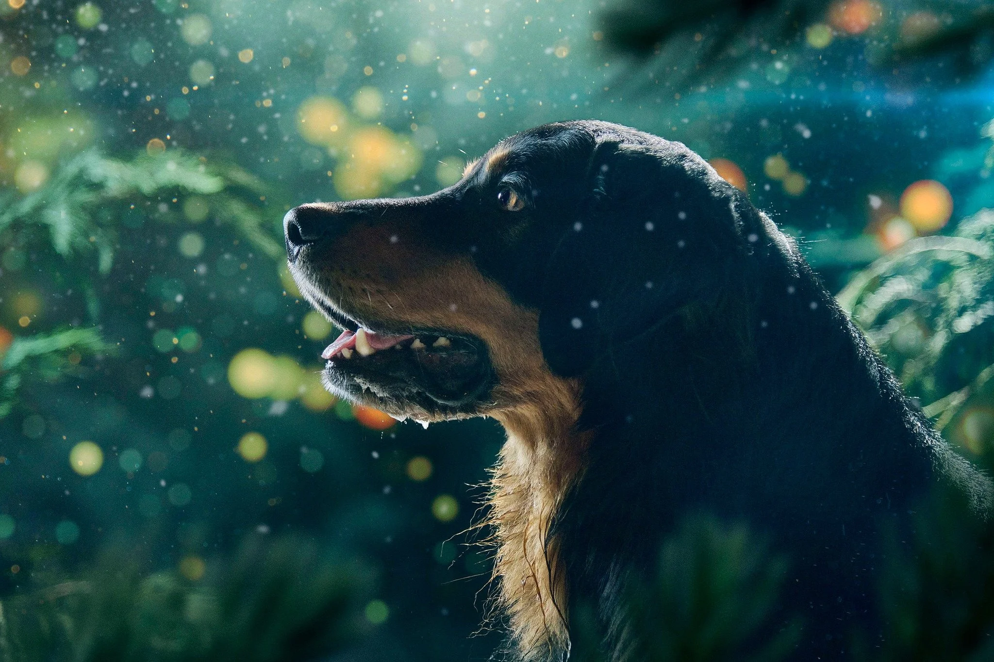Un chien noir et marron, peut-être un berger allemand, regardant vers la gauche dans un environnement naturel avec de la lumière et des particules flottantes dans l'air.