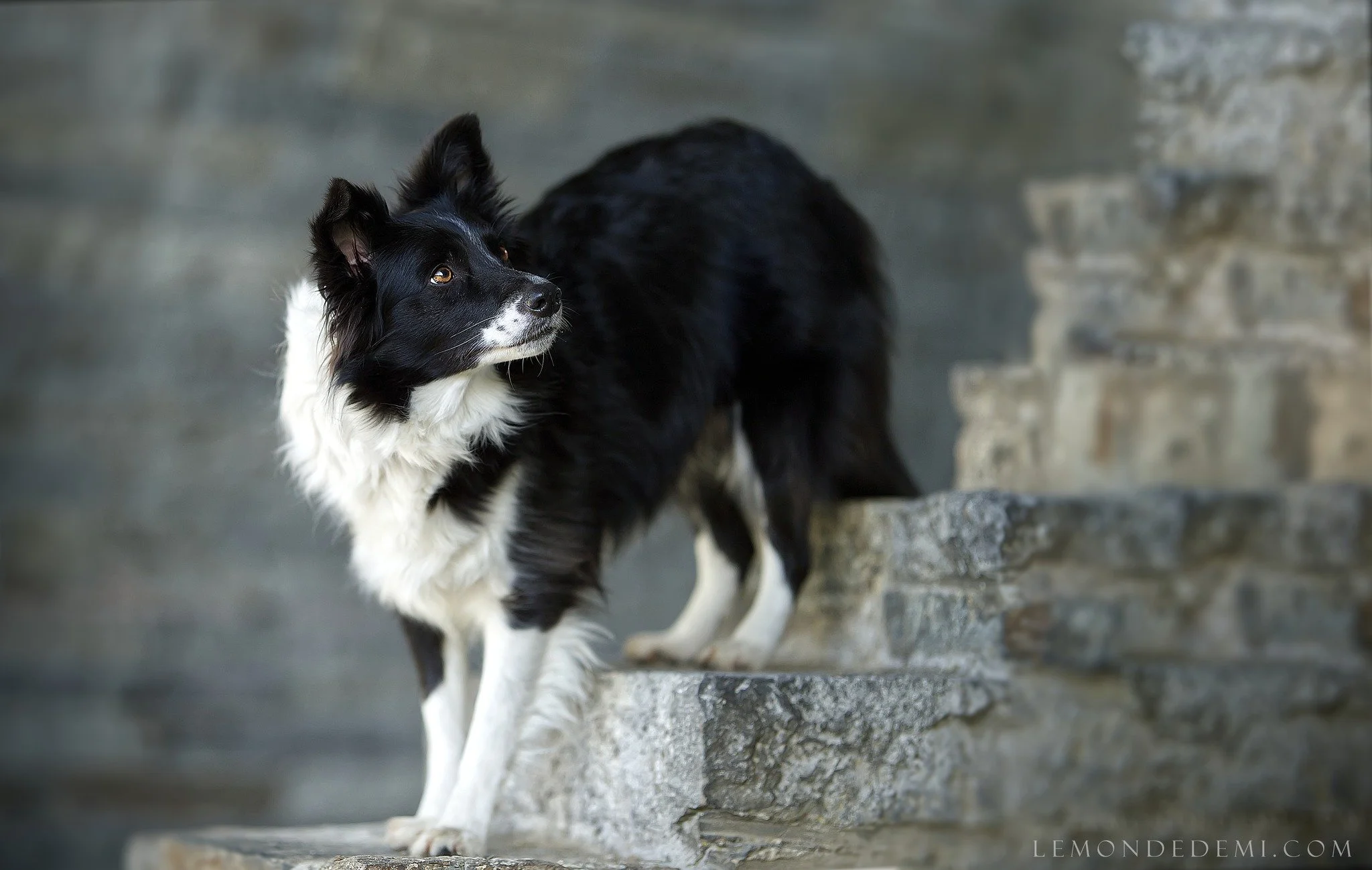 Un chien border collie noir et blanc se tient sur un escalier en pierre, regardant vers le haut, avec un arrière-plan de mur en pierre.