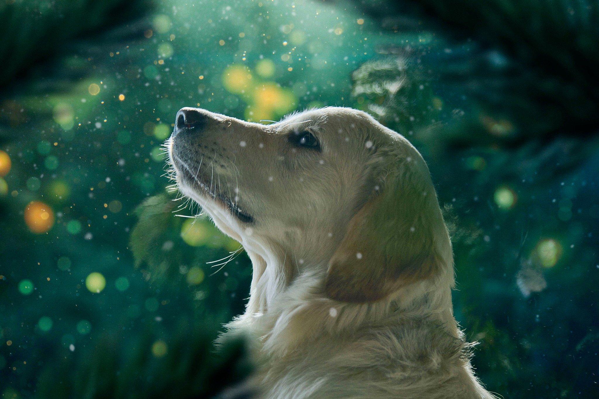 Un chien de profil avec un fond flou de feuillage vert, semblant regarder vers le haut sous un éclairage doux.