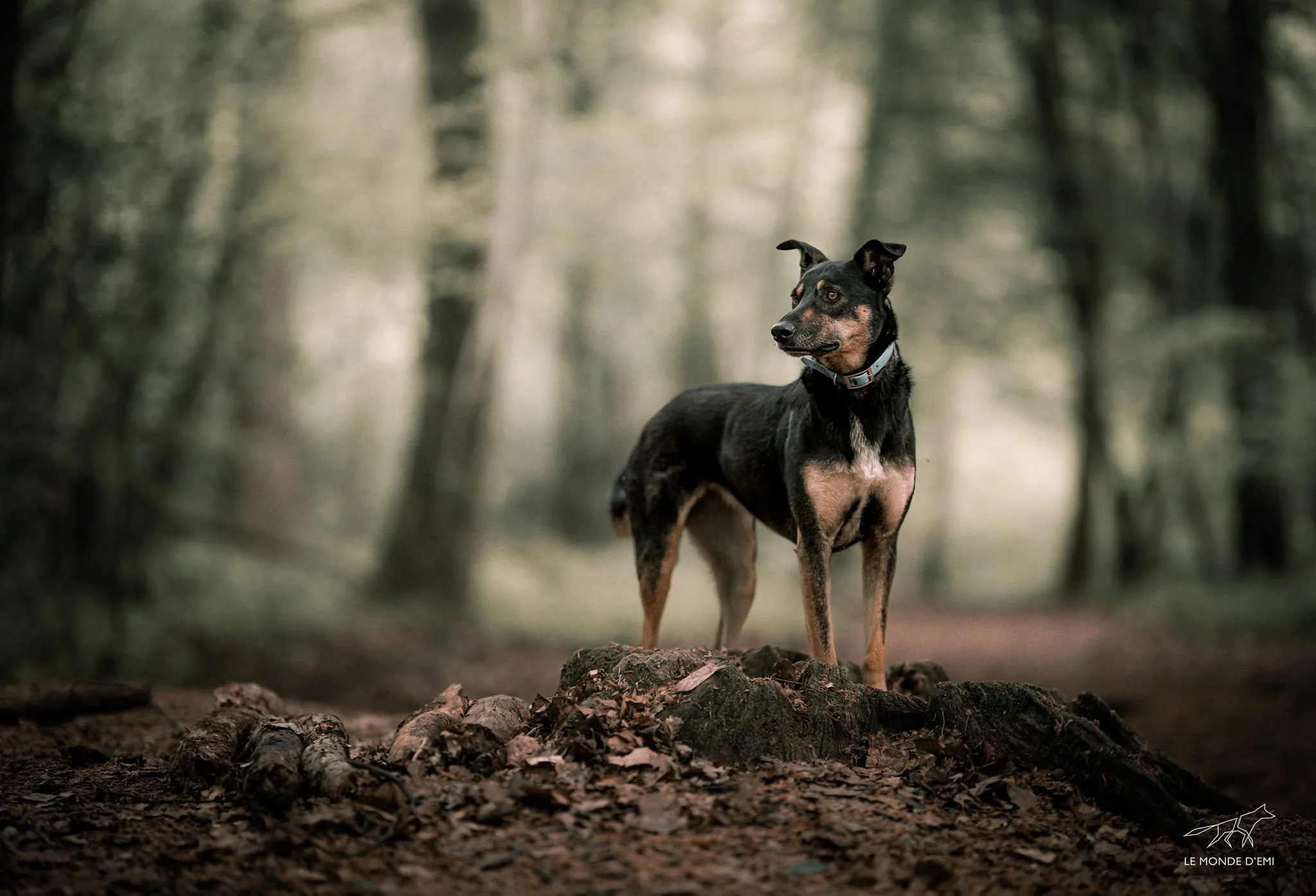 Un chien debout sur un tronc d'arbre dans une forêt, avec des arbres en arrière-plan, ambiance calme et naturelle.