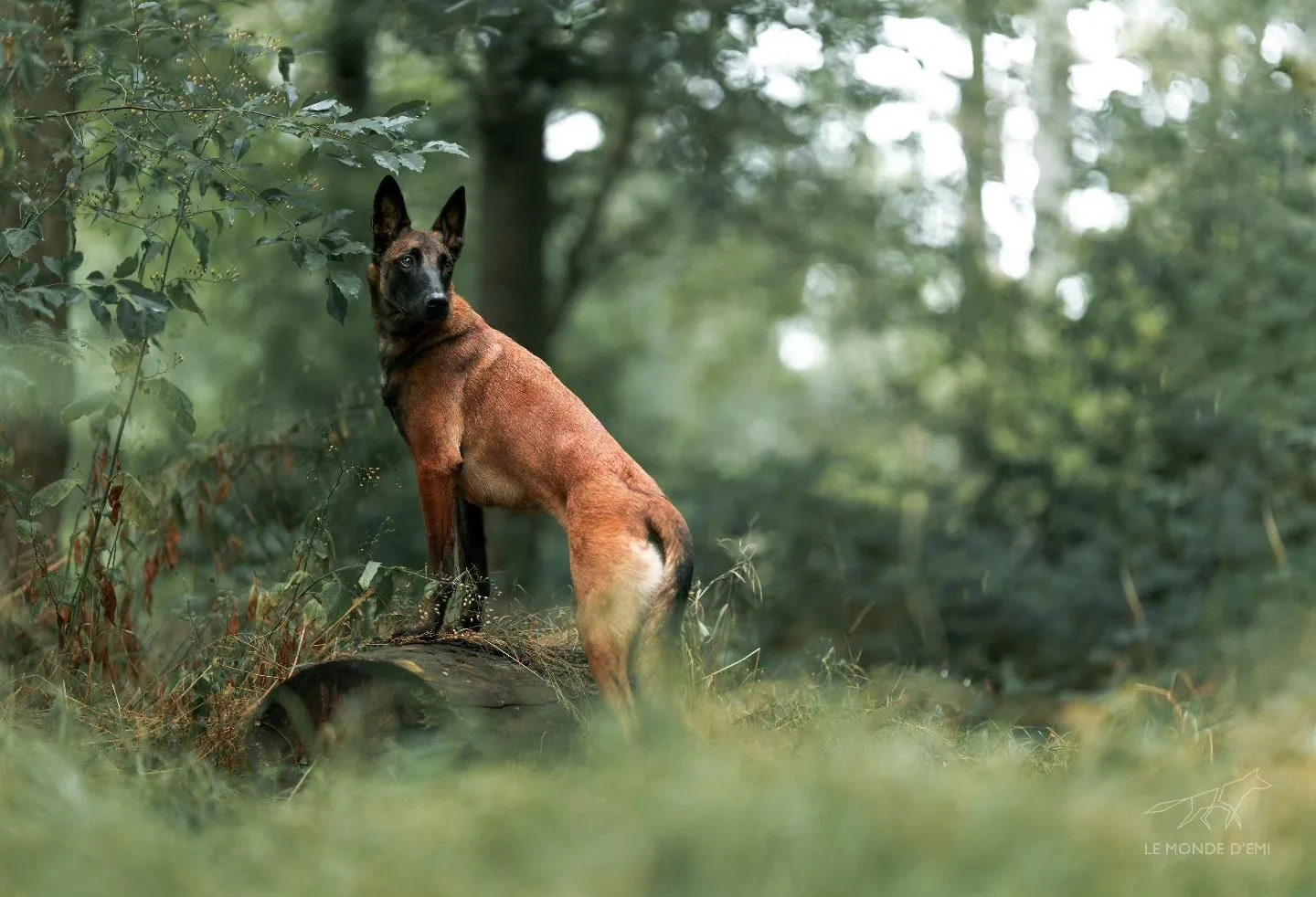 Un chien ressemblant à un Belgian Malinois dans une forêt verte, assis sur un tronc d'arbre